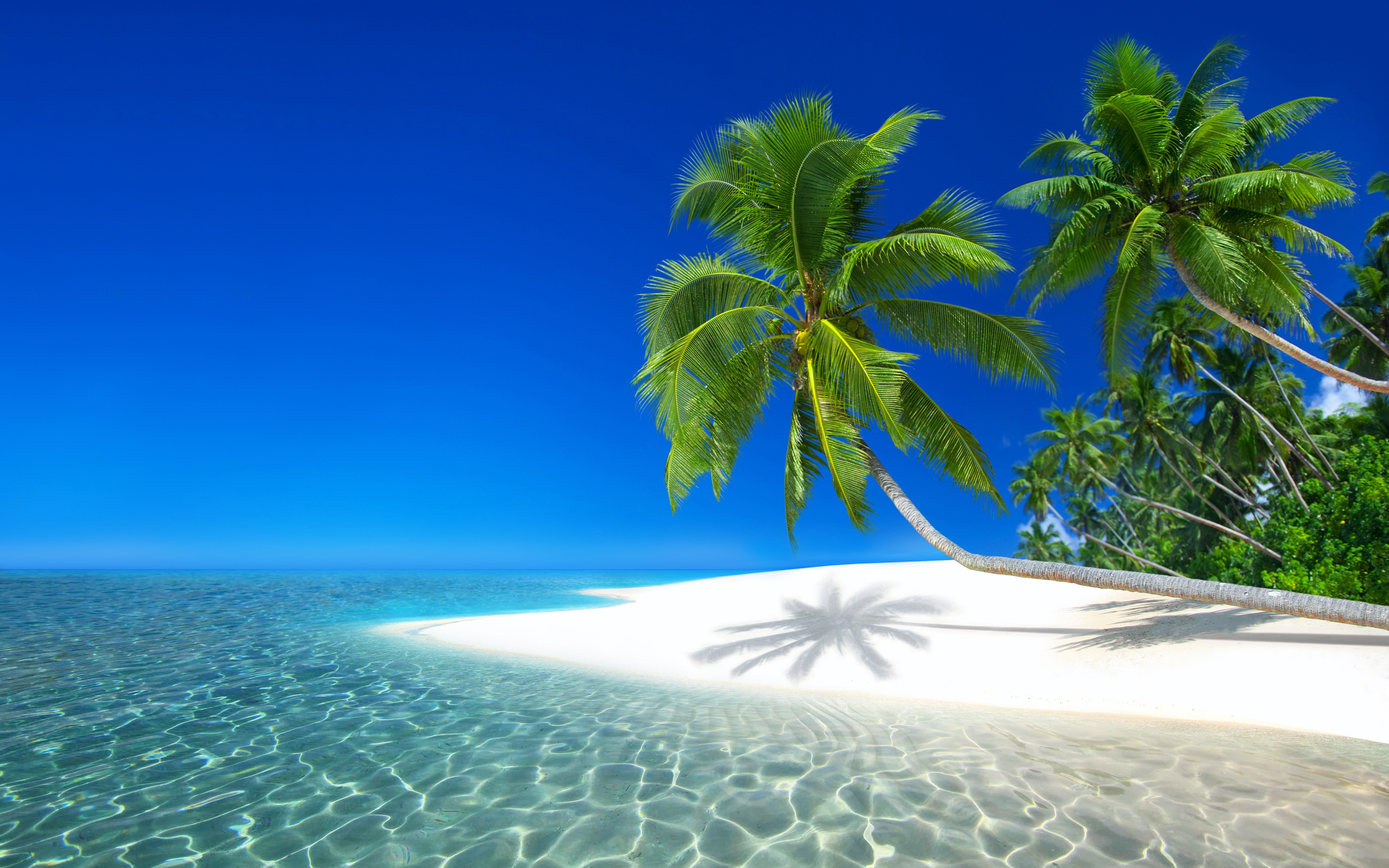 755449 Bild herunterladen seychellen, palme, strand, insel, erde/natur, tropisch, meer - Hintergrundbilder und Bildschirmschoner kostenlos