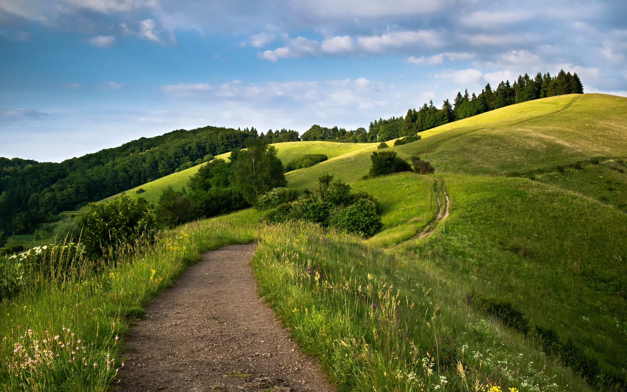path, nature, man made, forest, grass, hill, landscape