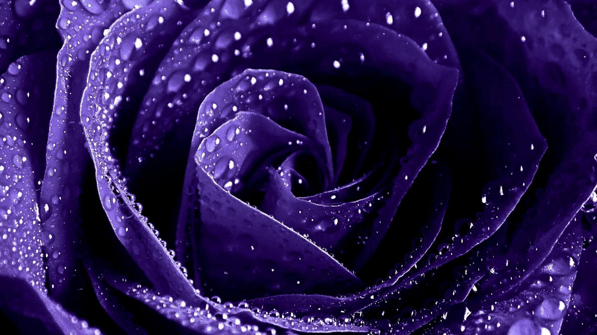 Download mobile wallpaper Flowers, Water, Flower, Rose, Close Up, Earth, Purple Flower, Water Drop for free.