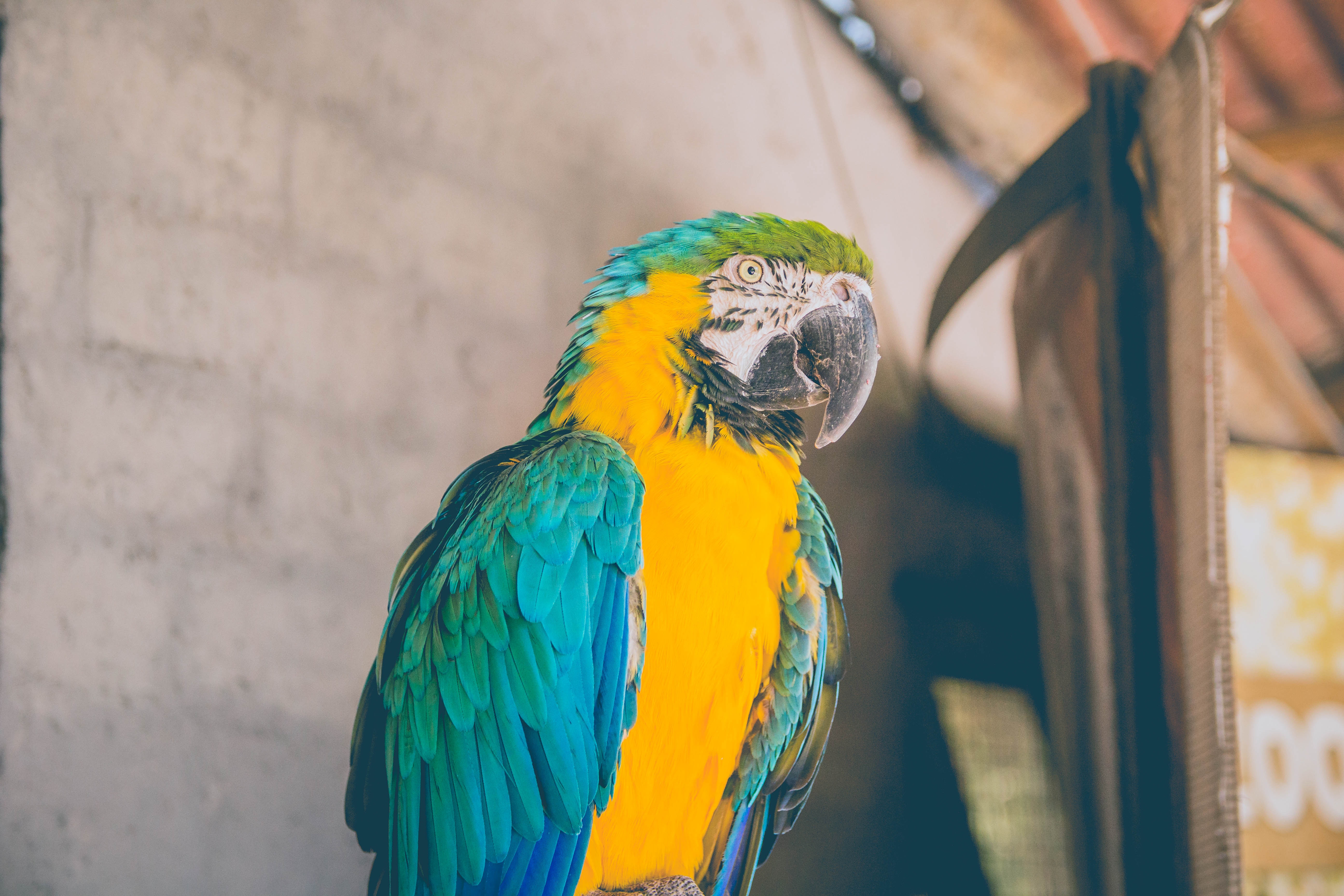 animals, parrots, bird, color