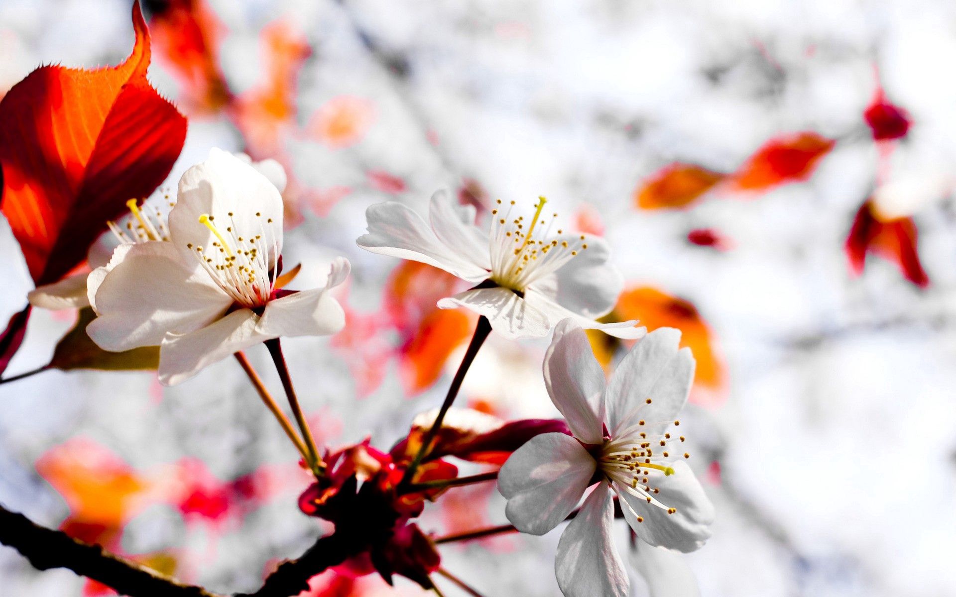 Free download wallpaper Flower, Plant, Macro, Flowering, Branch, Bloom, Spring on your PC desktop