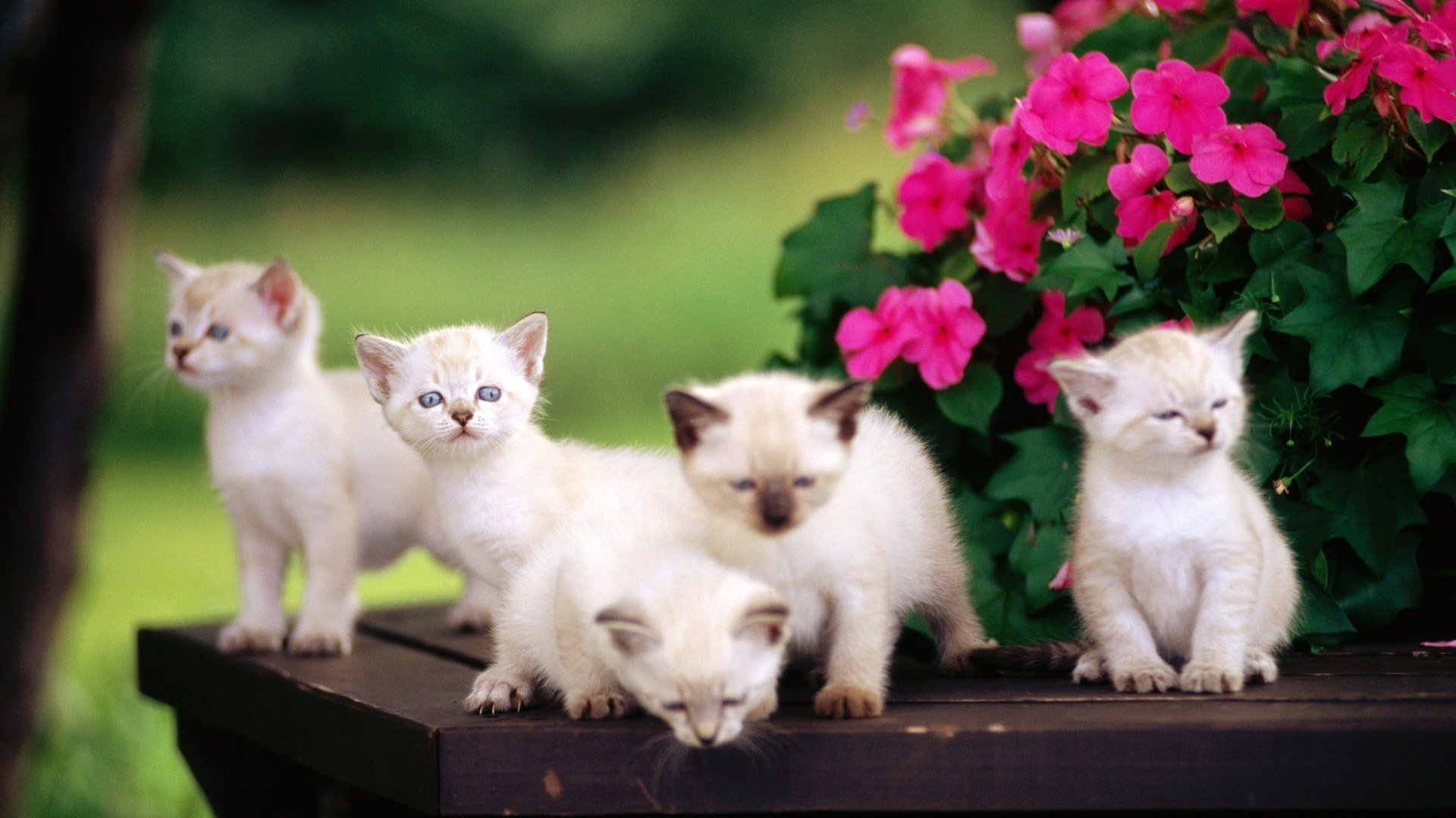 Download mobile wallpaper Cats, Cat, Animal for free.