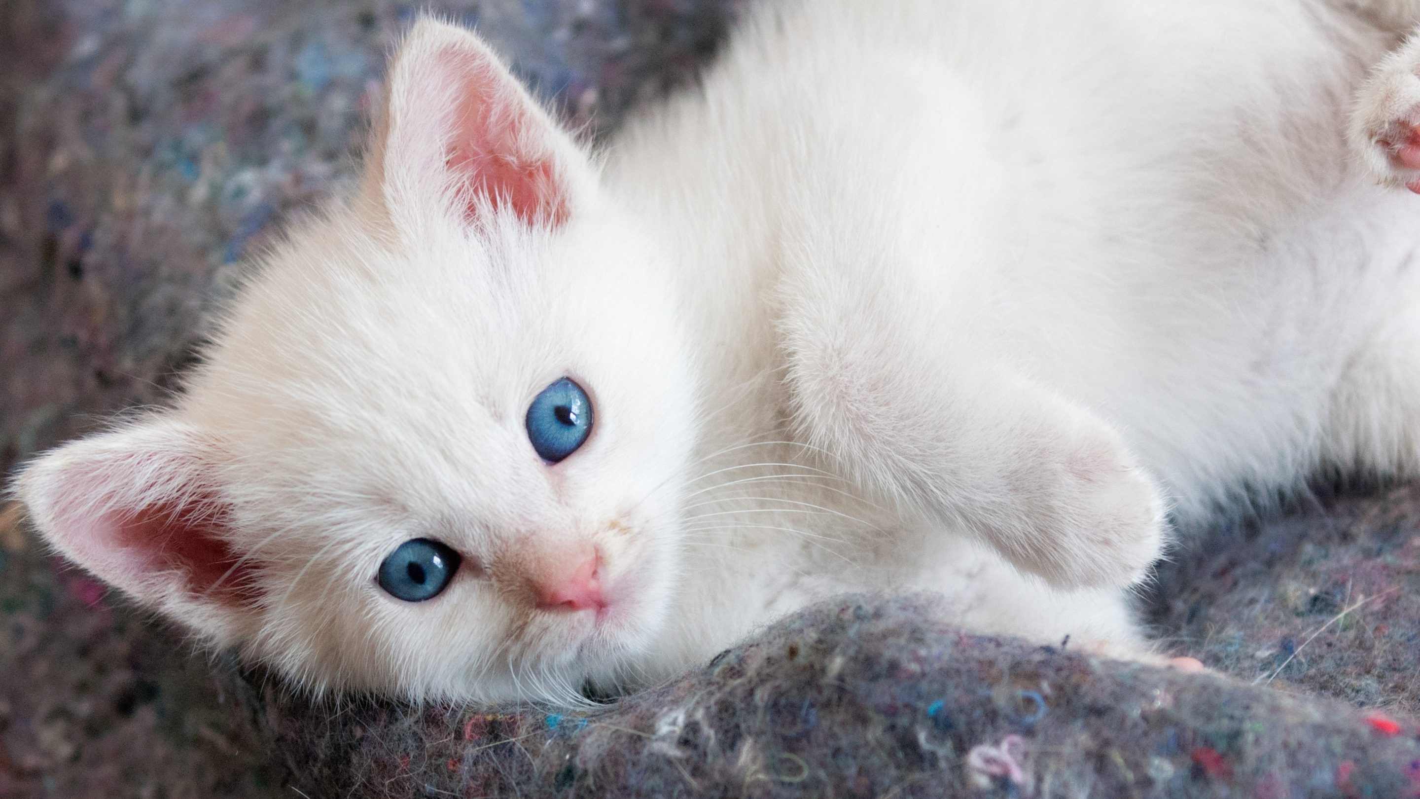 Handy-Wallpaper Tiere, Katzen, Katze, Kätzchen, Blaue Augen kostenlos herunterladen.