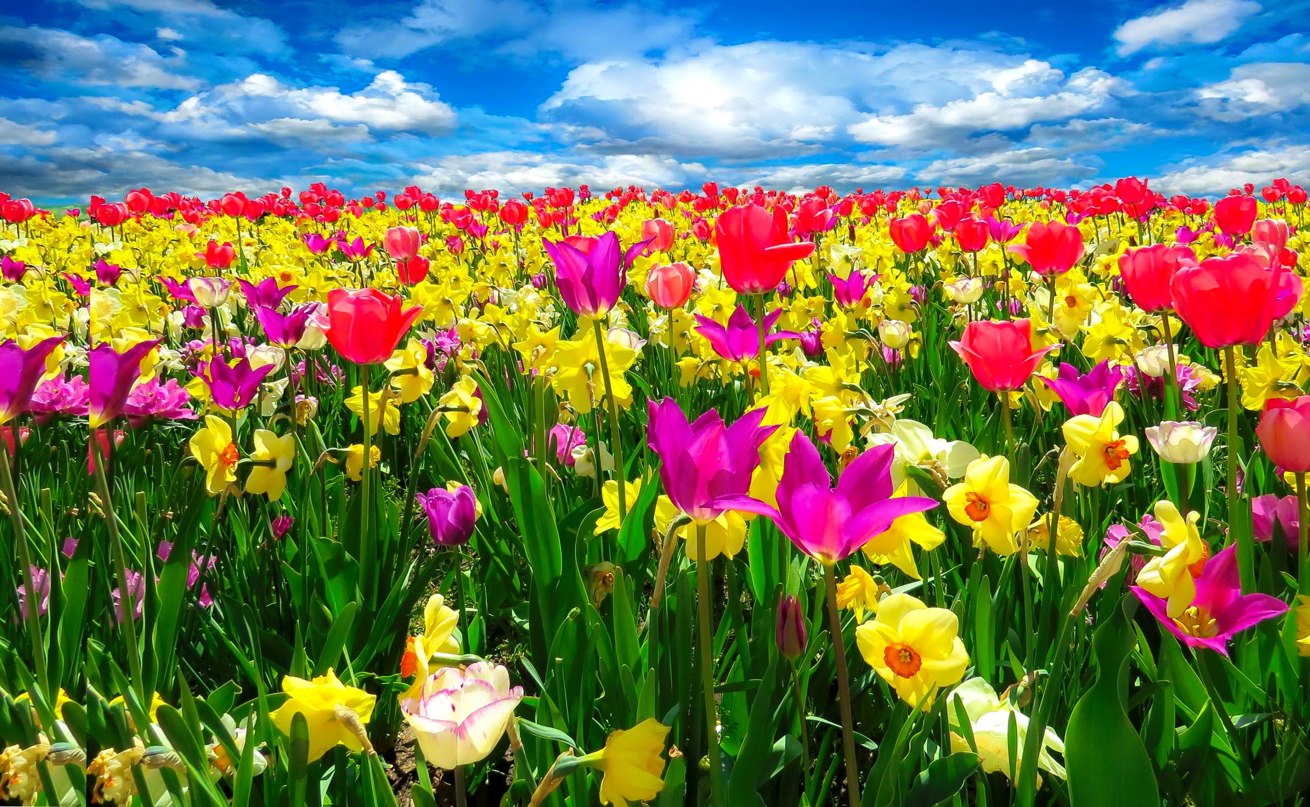 Free download wallpaper Flowers, Flower, Earth, Field, Colors, Colorful, Tulip, Yellow Flower, Purple Flower, Red Flower on your PC desktop