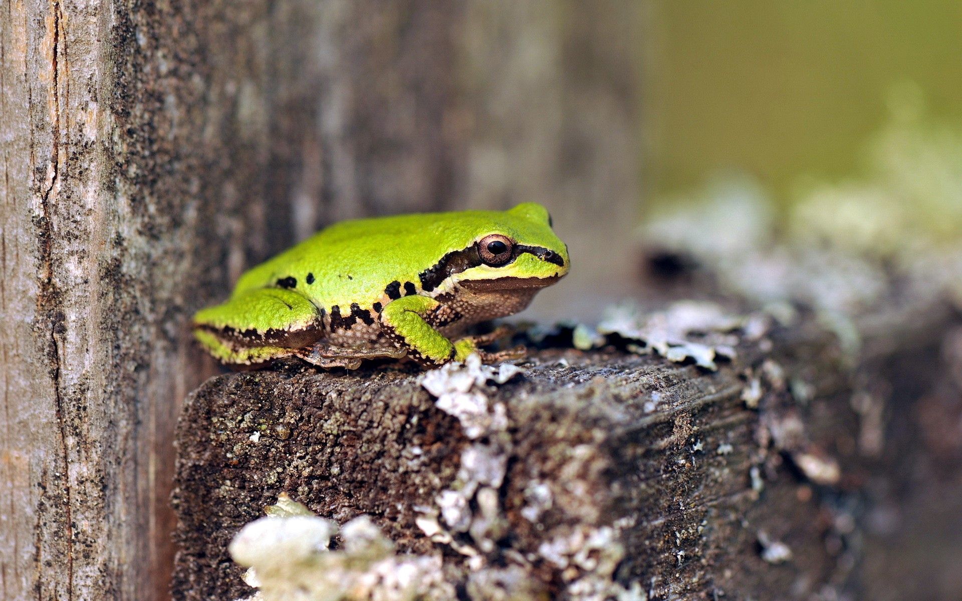 Download background animals, green, wood, sit, tree, frog