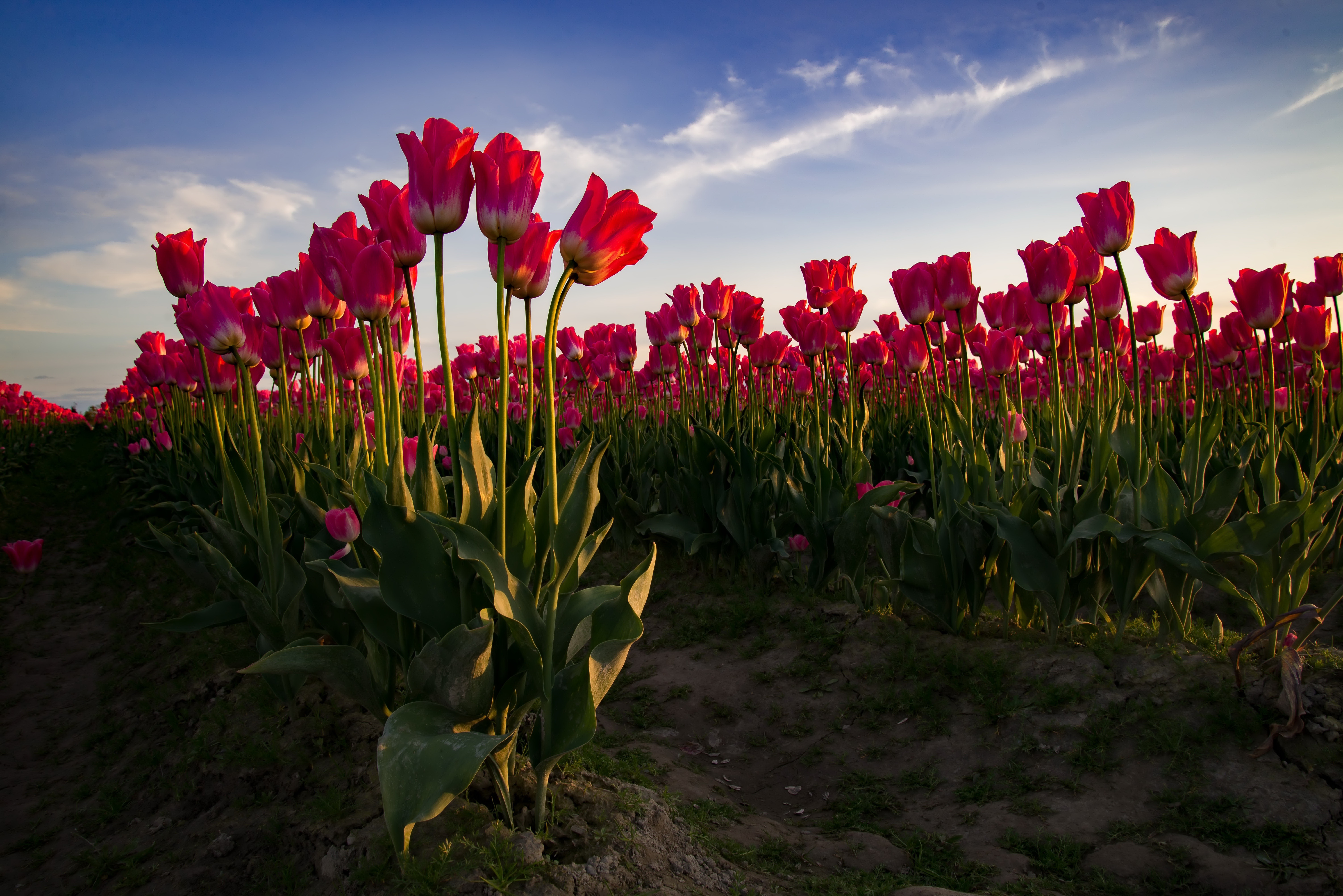 Download mobile wallpaper Nature, Flowers, Flower, Earth, Field, Tulip, Pink Flower for free.
