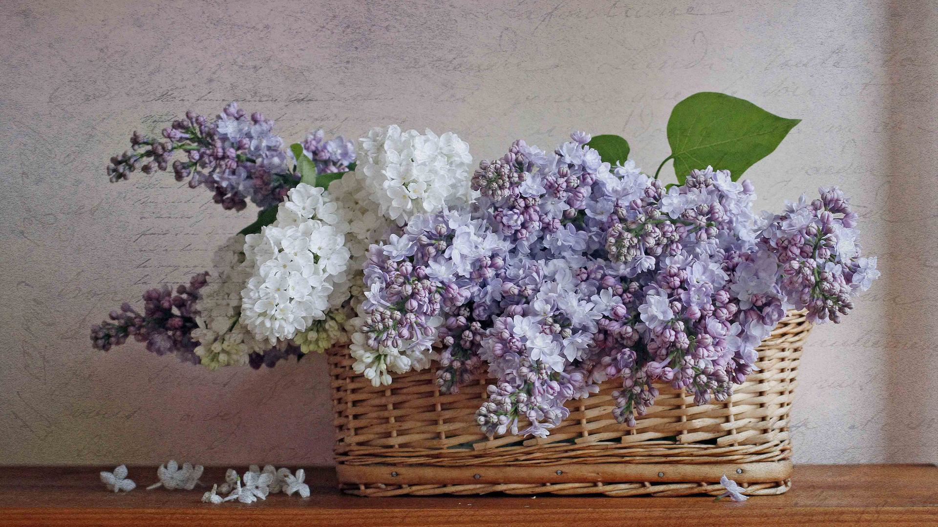 Téléchargez gratuitement l'image Fleur, Photographie, Nature Morte sur le bureau de votre PC