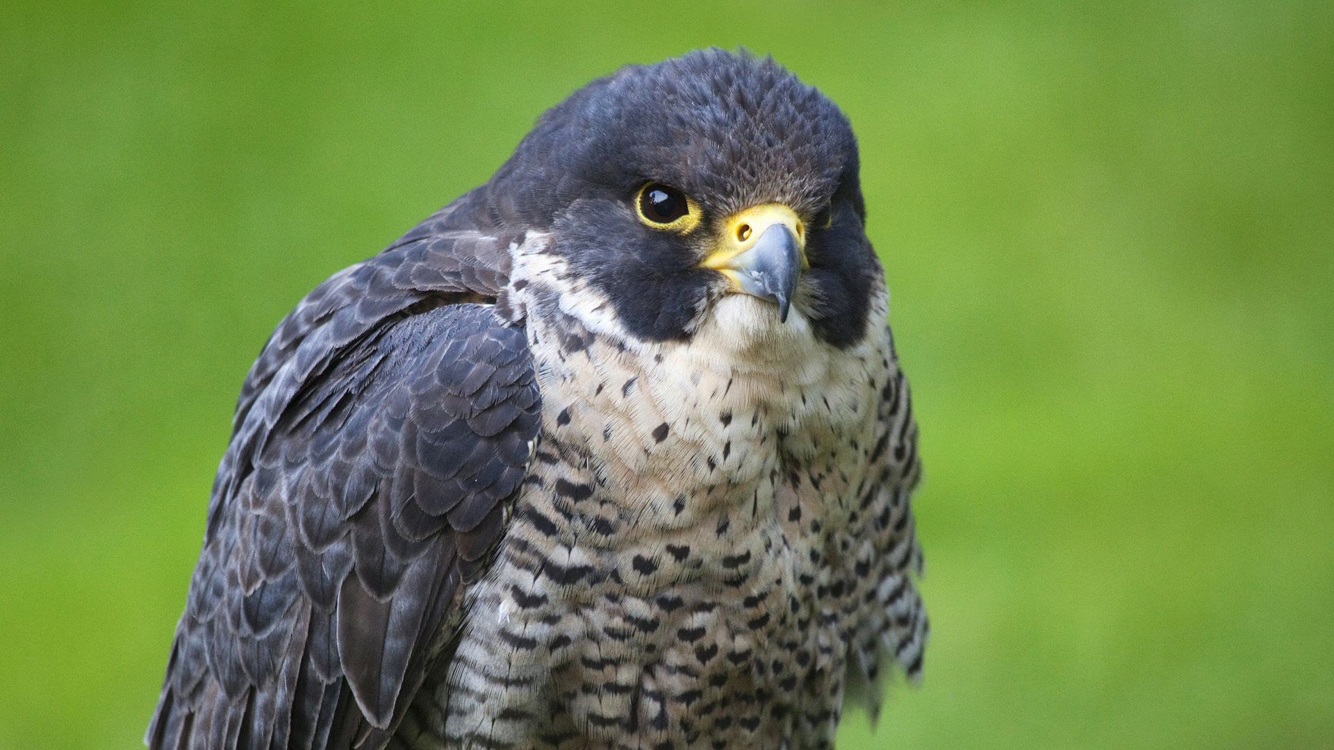 falcon, animals, bird, beak, sight, opinion 2160p