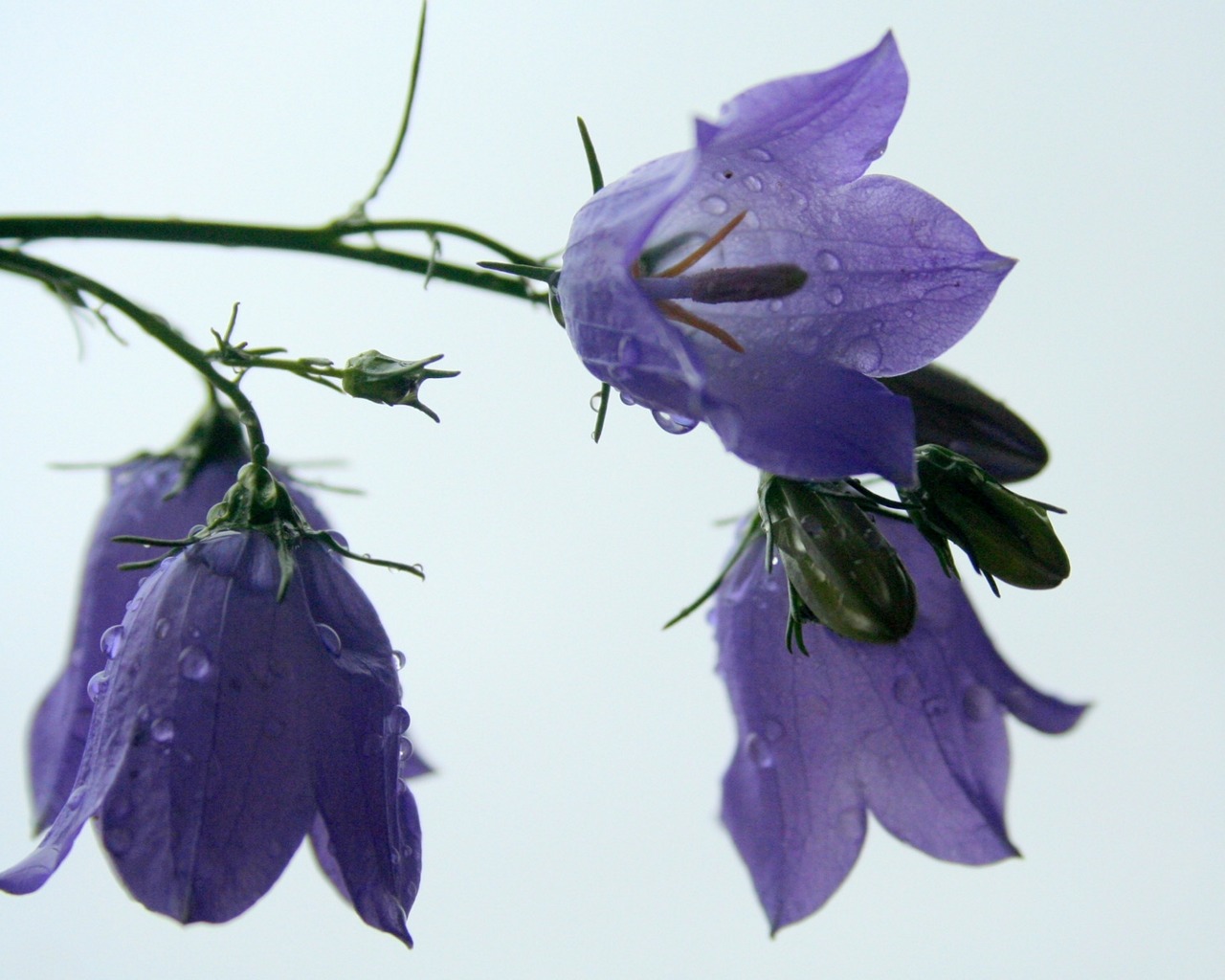 Téléchargez gratuitement l'image Fleur, Terre/nature sur le bureau de votre PC