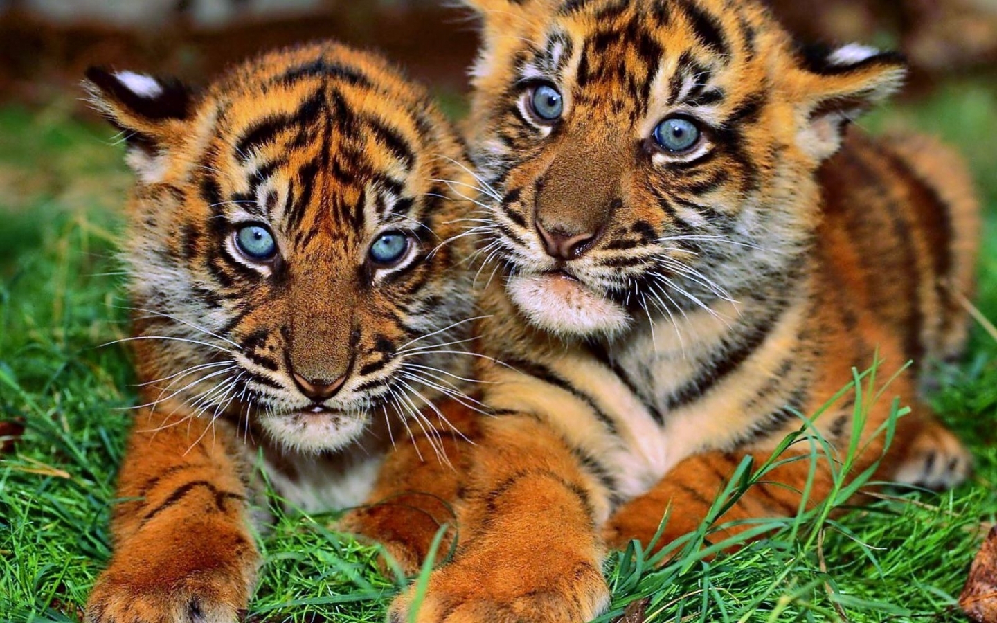 48283 скачать картинку тигры, животные, оранжевые - обои и заставки бесплатно