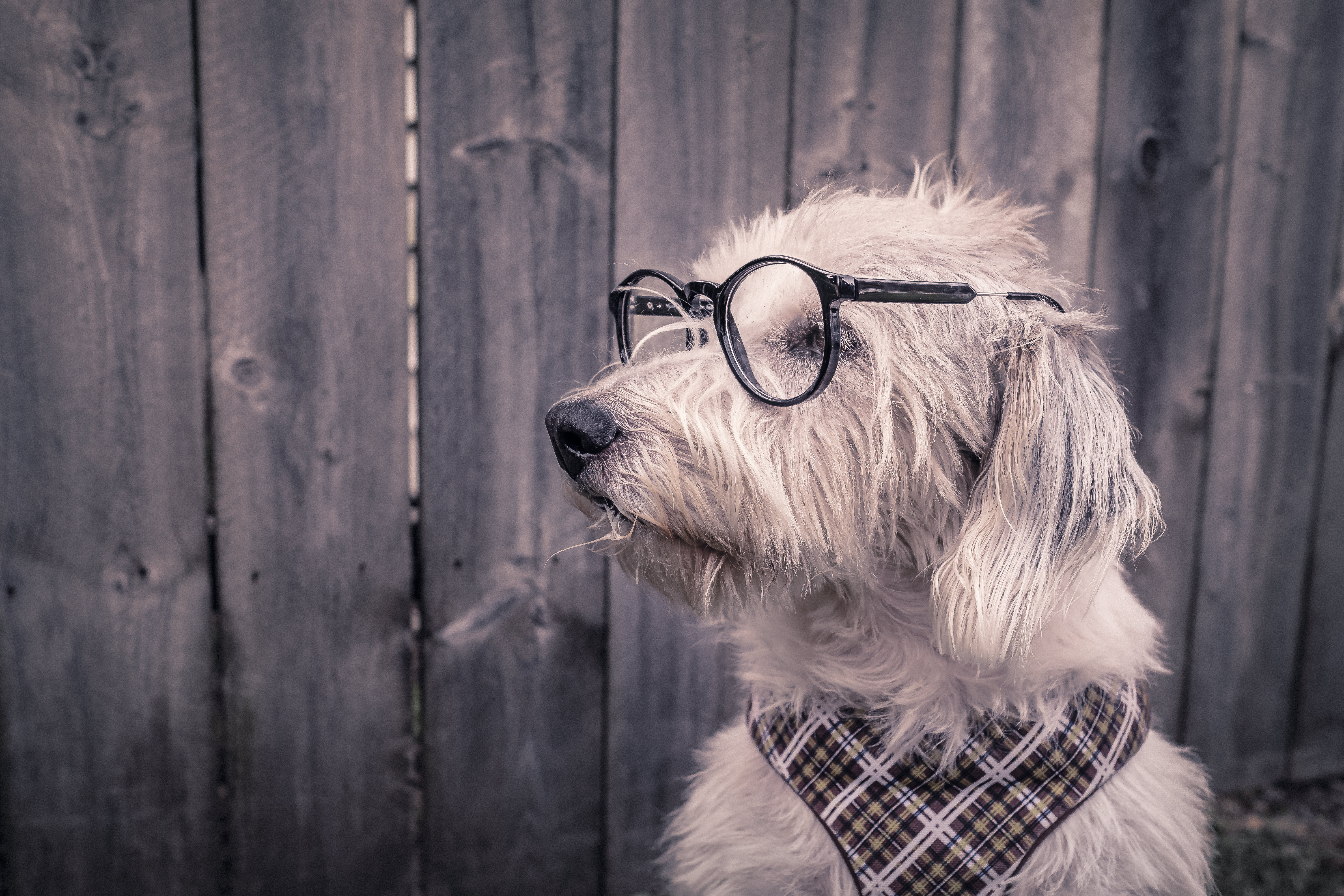 Laden Sie das Tiere, Hunde, Hund, Glas-Bild kostenlos auf Ihren PC-Desktop herunter