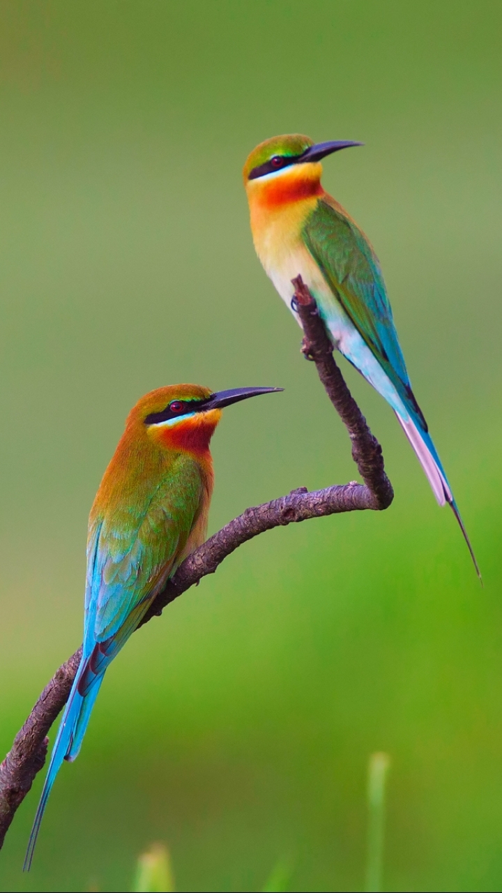 Download mobile wallpaper Birds, Animal, Bee Eater for free.