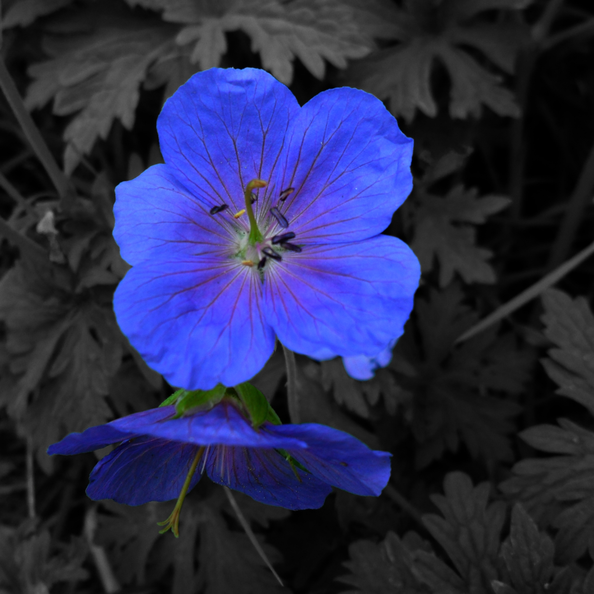 Descarga gratuita de fondo de pantalla para móvil de Flores, Flor, Tierra/naturaleza.