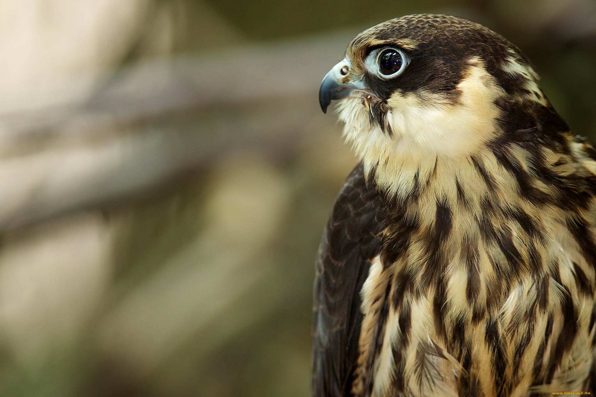 Free download wallpaper Falcon, Birds, Animal on your PC desktop
