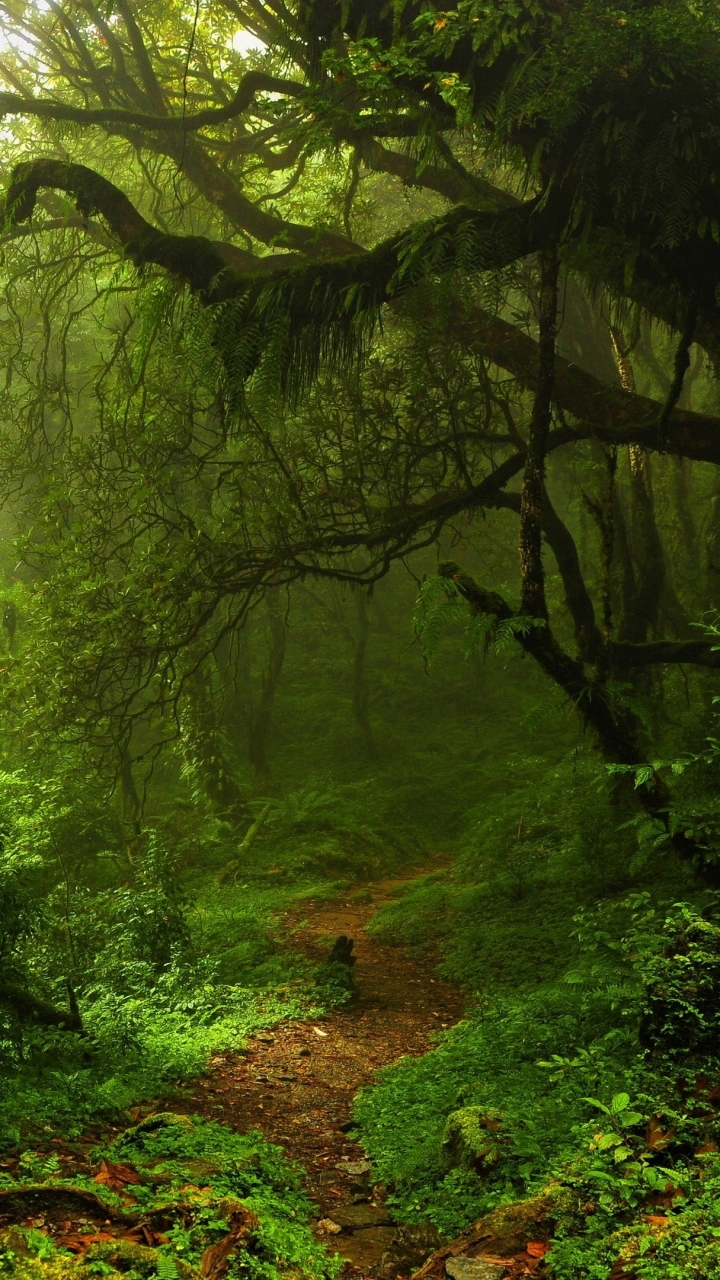 Download mobile wallpaper Forest, Earth, Path, Sunshine, Greenery for free.