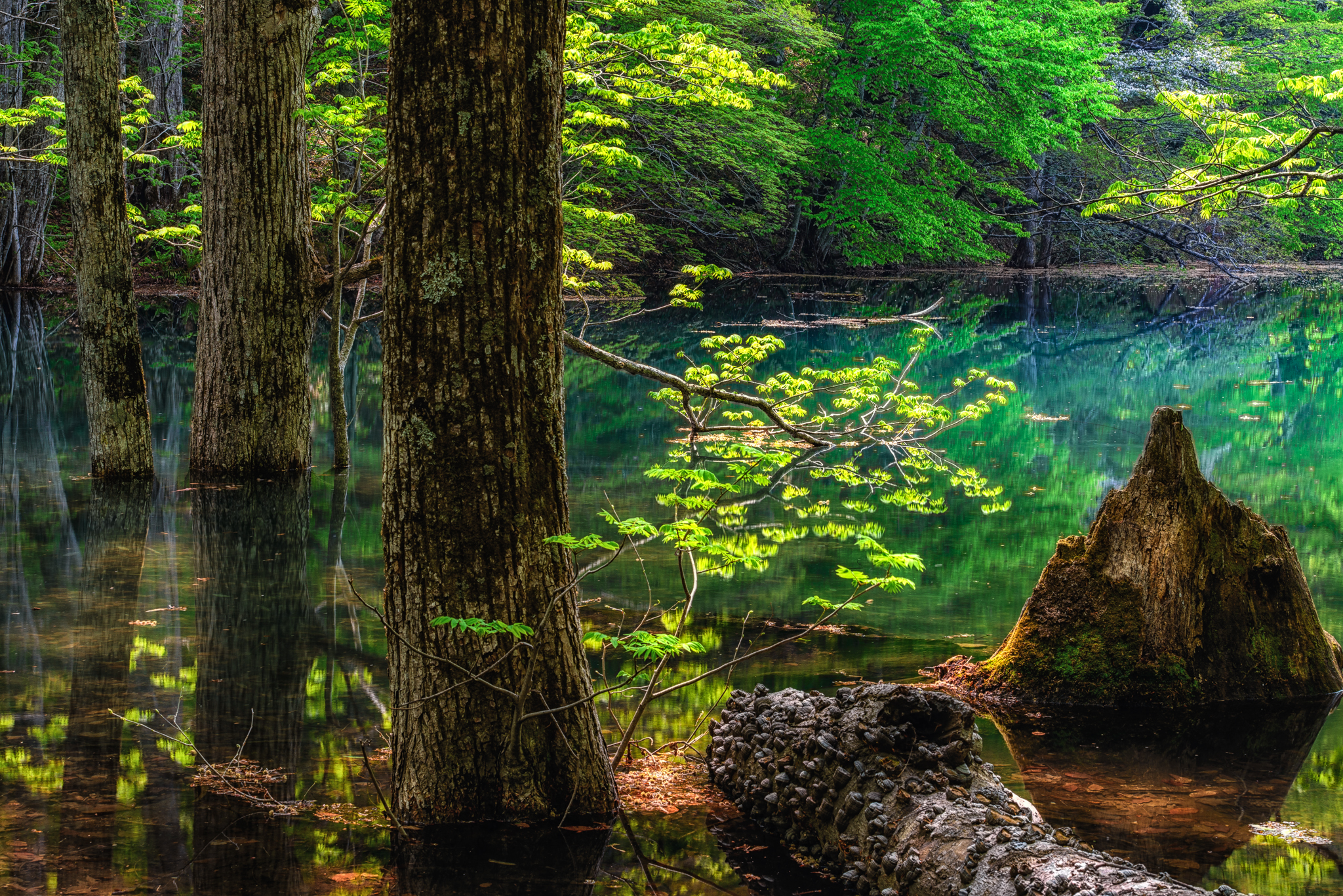 Téléchargez gratuitement l'image Lac, Forêt, Arbre, Verdure, Des Lacs, Terre/nature sur le bureau de votre PC
