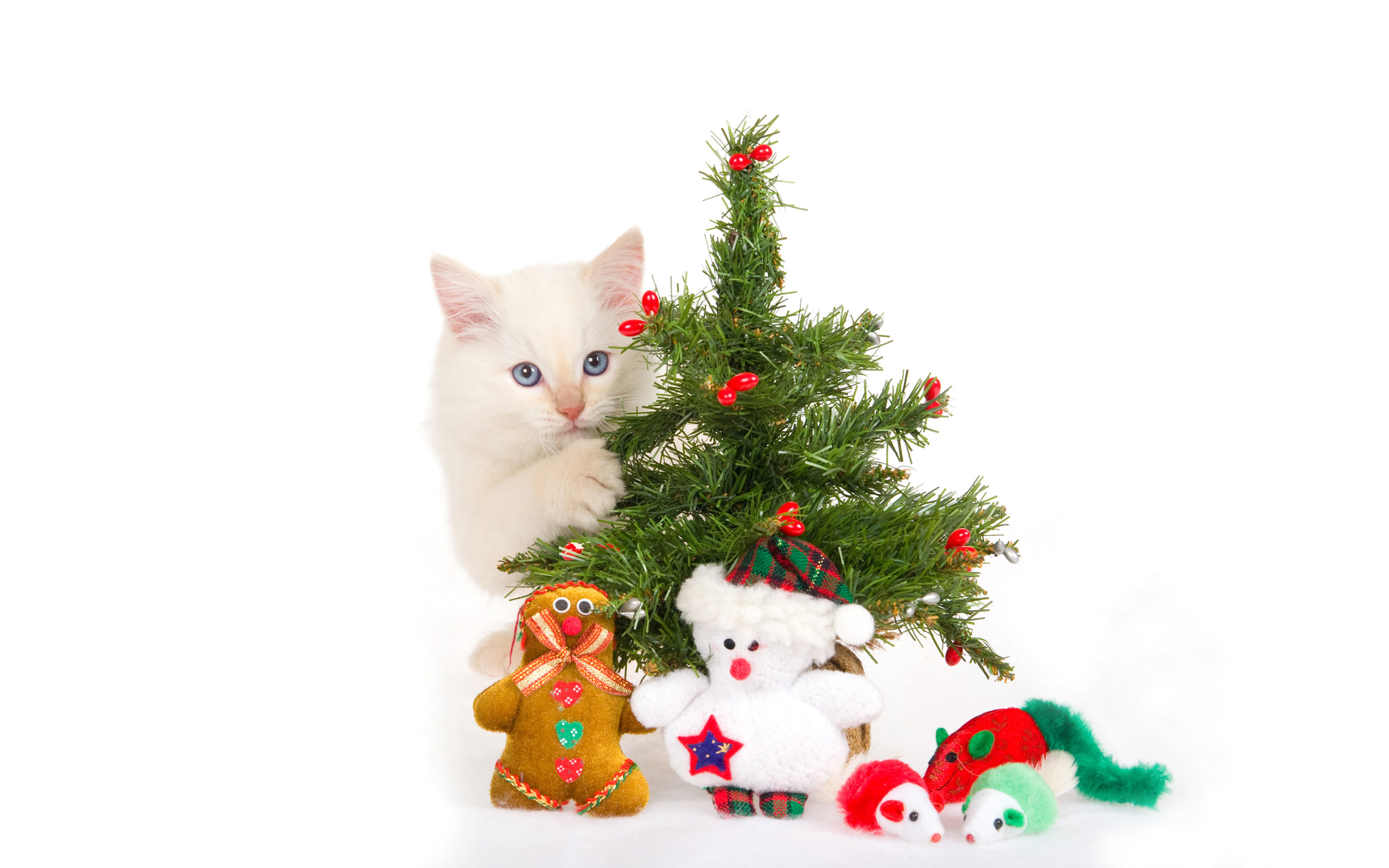 8766 завантажити шпалери ялинки, свята, тварини, кішки, новий рік, іграшки, різдво - заставки і картинки безкоштовно