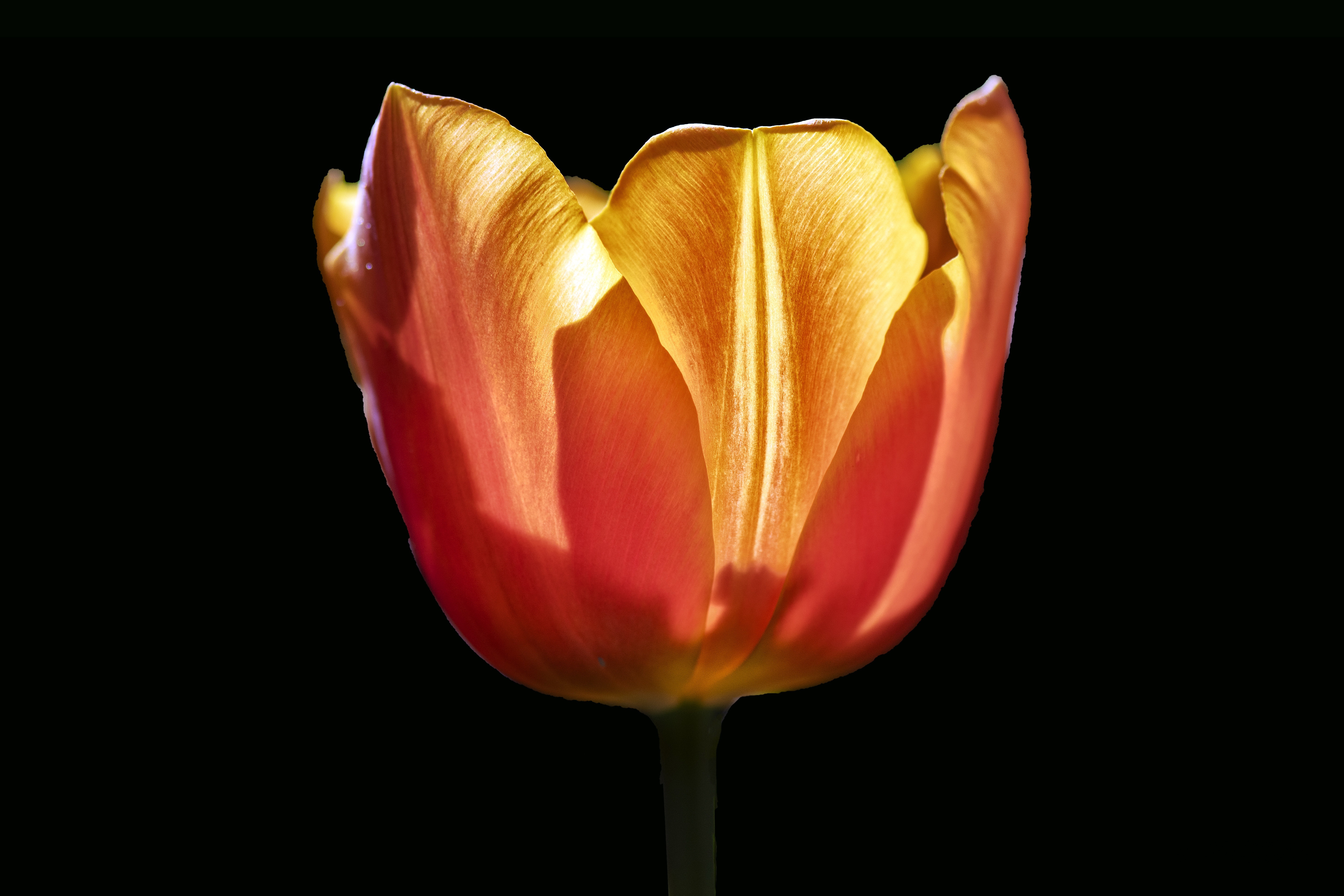 Descarga gratuita de fondo de pantalla para móvil de Tulipán, Flores, Tierra/naturaleza.