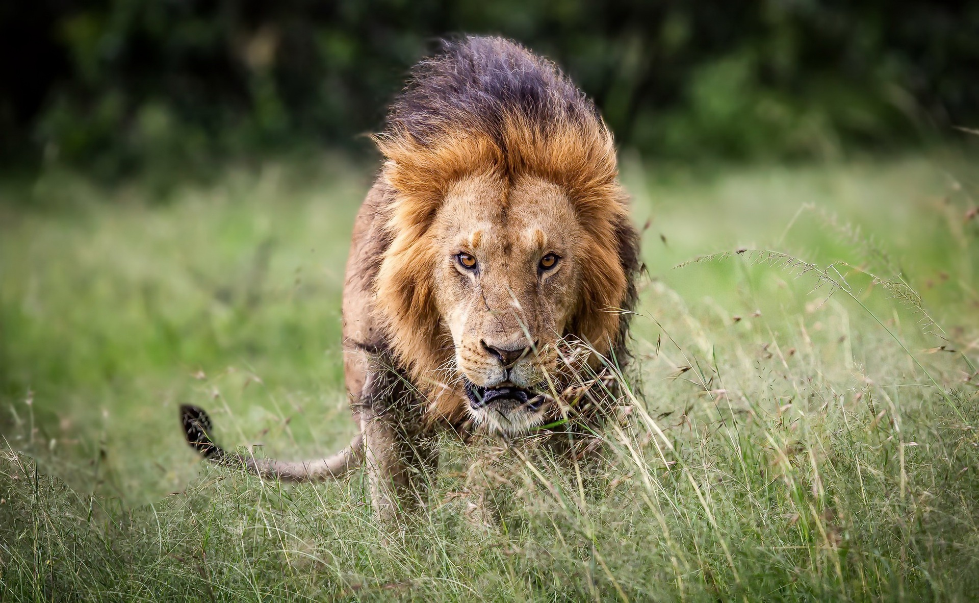 Téléchargez gratuitement l'image Animaux, Chats, Lion, Regard sur le bureau de votre PC