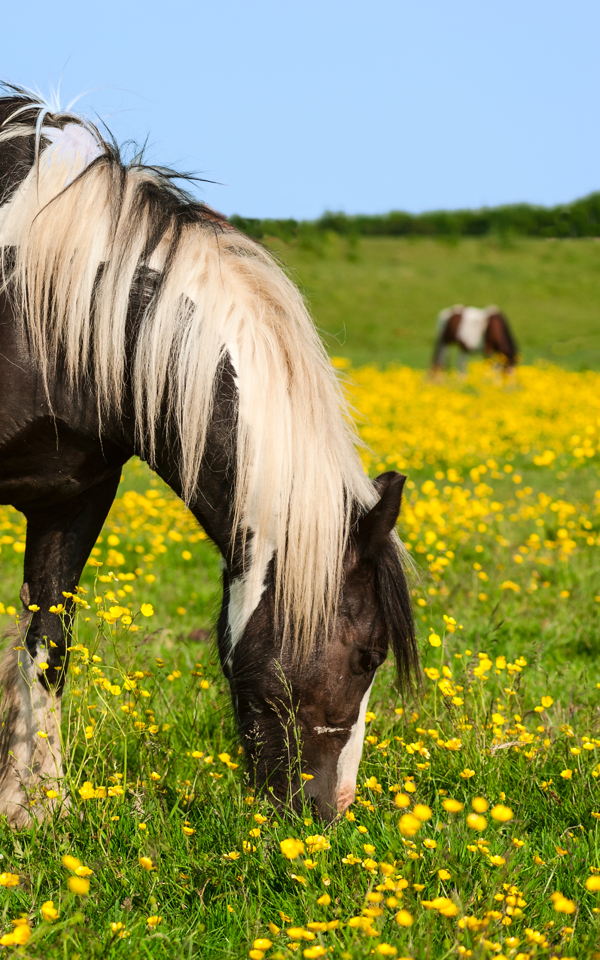 Handy-Wallpaper Tiere, Gras, Pony, Gelbe Blume, Hauspferd, Tierbaby kostenlos herunterladen.