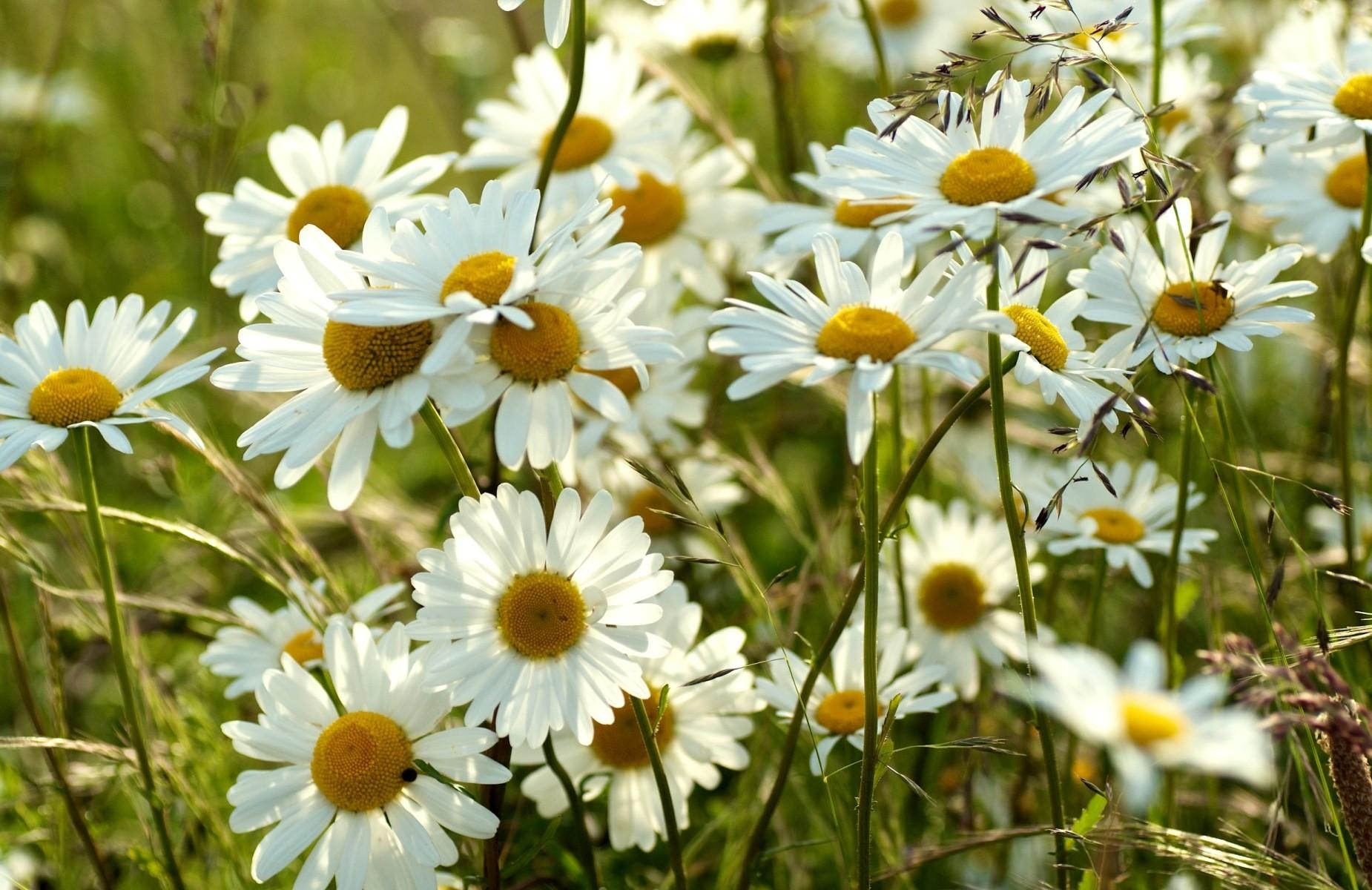 Free download wallpaper Flowers, Summer, Blur, Smooth, Camomile, Meadow on your PC desktop