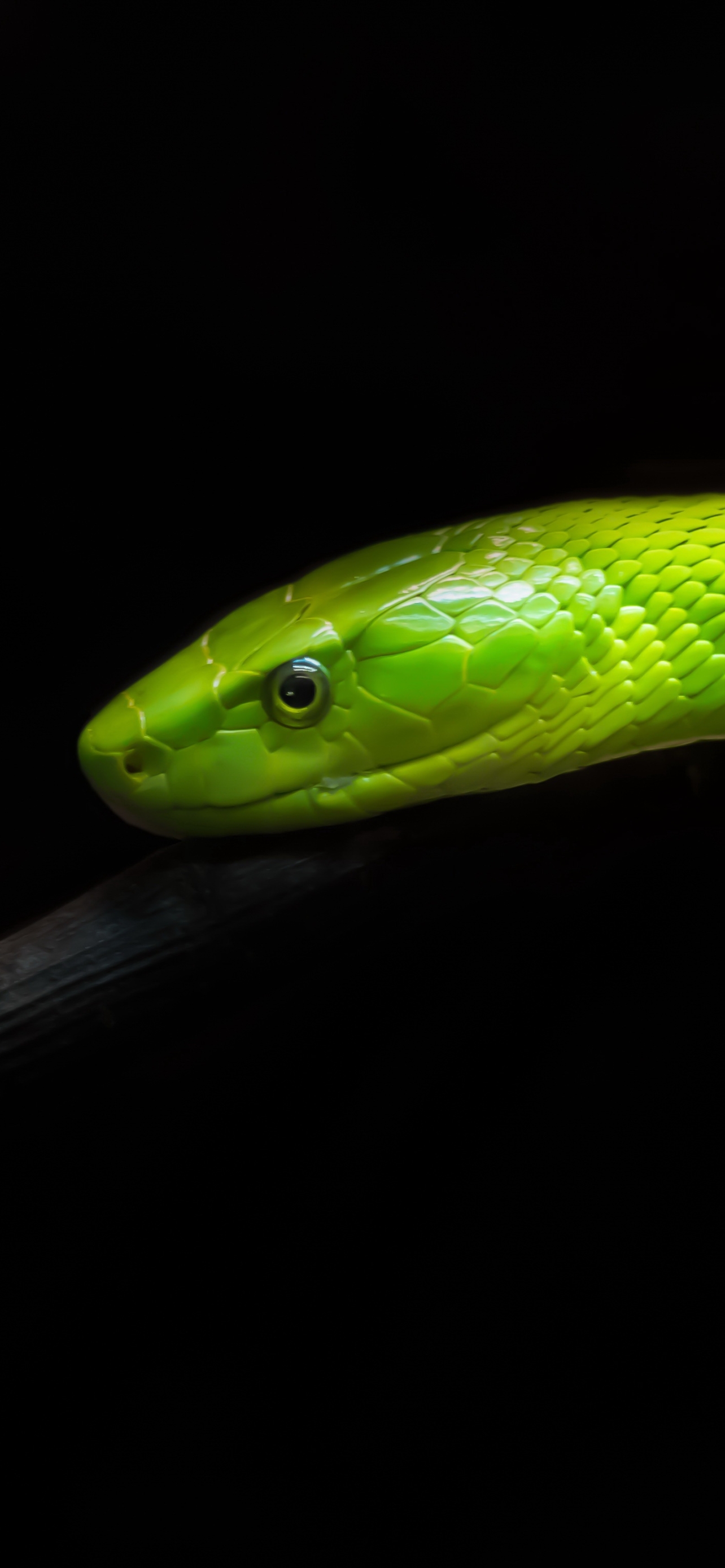 animal, eastern green mamba, snake HD wallpaper