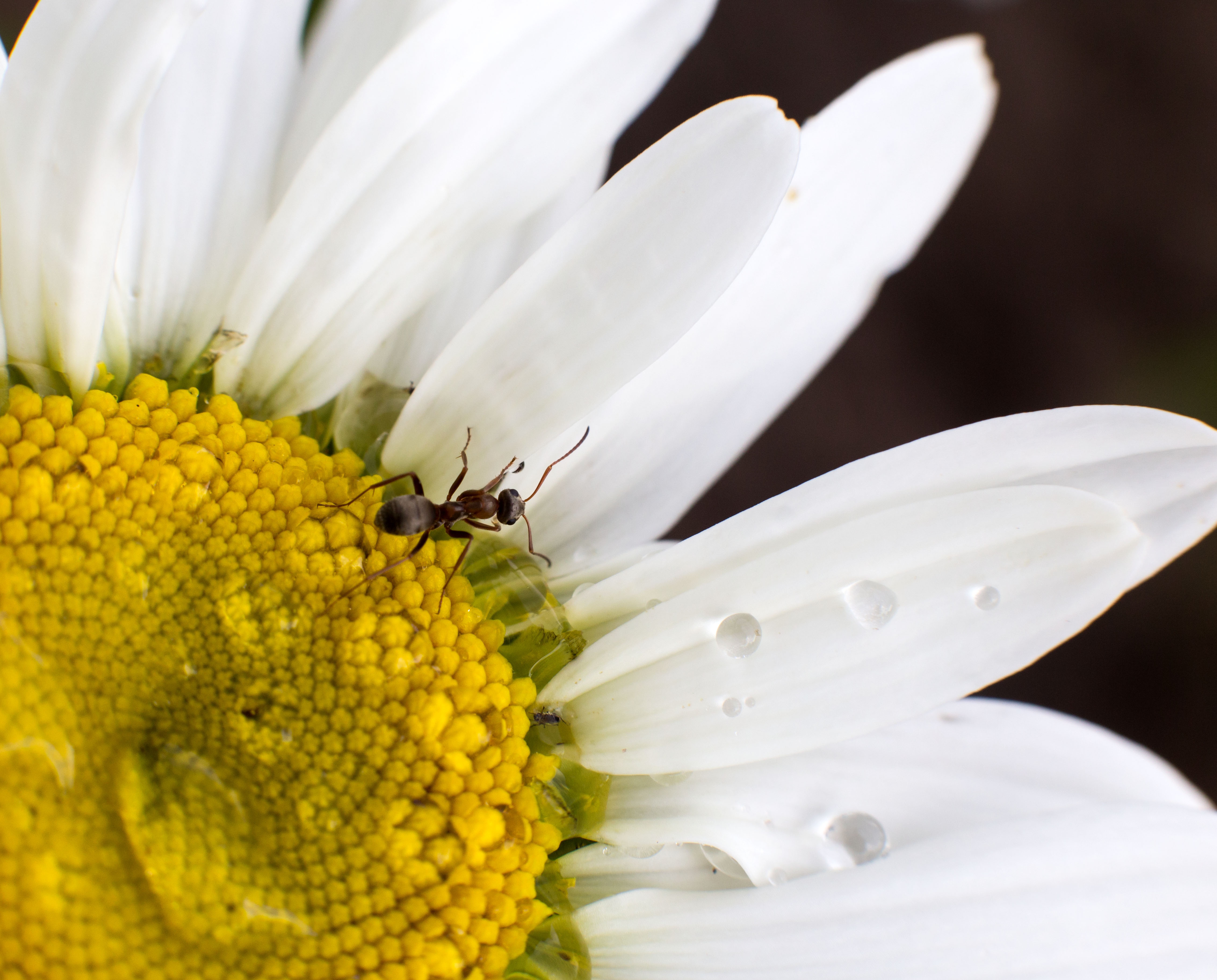 Free download wallpaper Macro, Insect, Animal, Chamomile, Ant, White Flower, Water Drop on your PC desktop