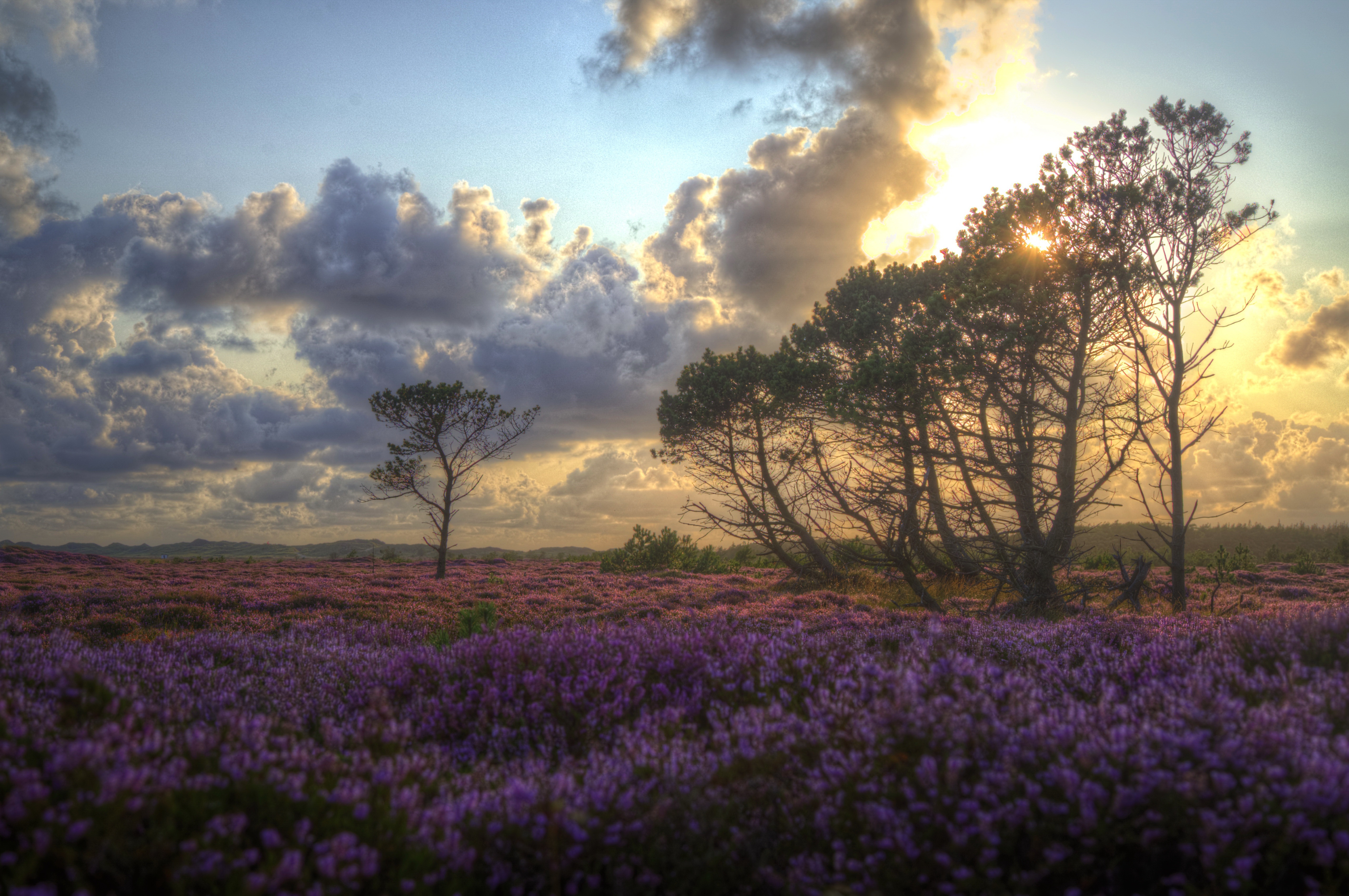 Laden Sie das Landschaft, Blume, Wolke, Erde/natur-Bild kostenlos auf Ihren PC-Desktop herunter