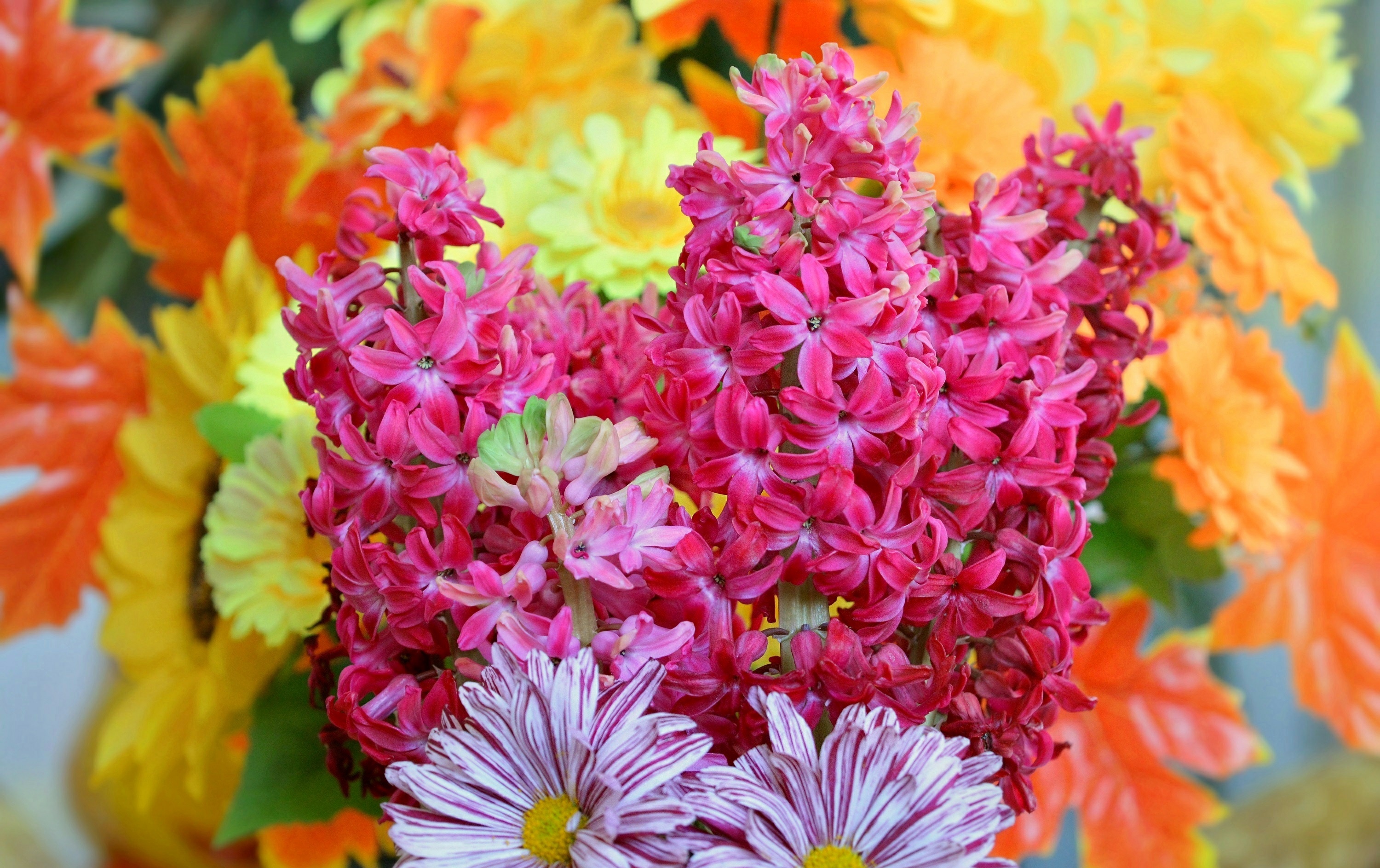 Descarga gratis la imagen Flores, Flor, Flor Rosa, Colores, Vistoso, Hortensia, Tierra/naturaleza en el escritorio de tu PC