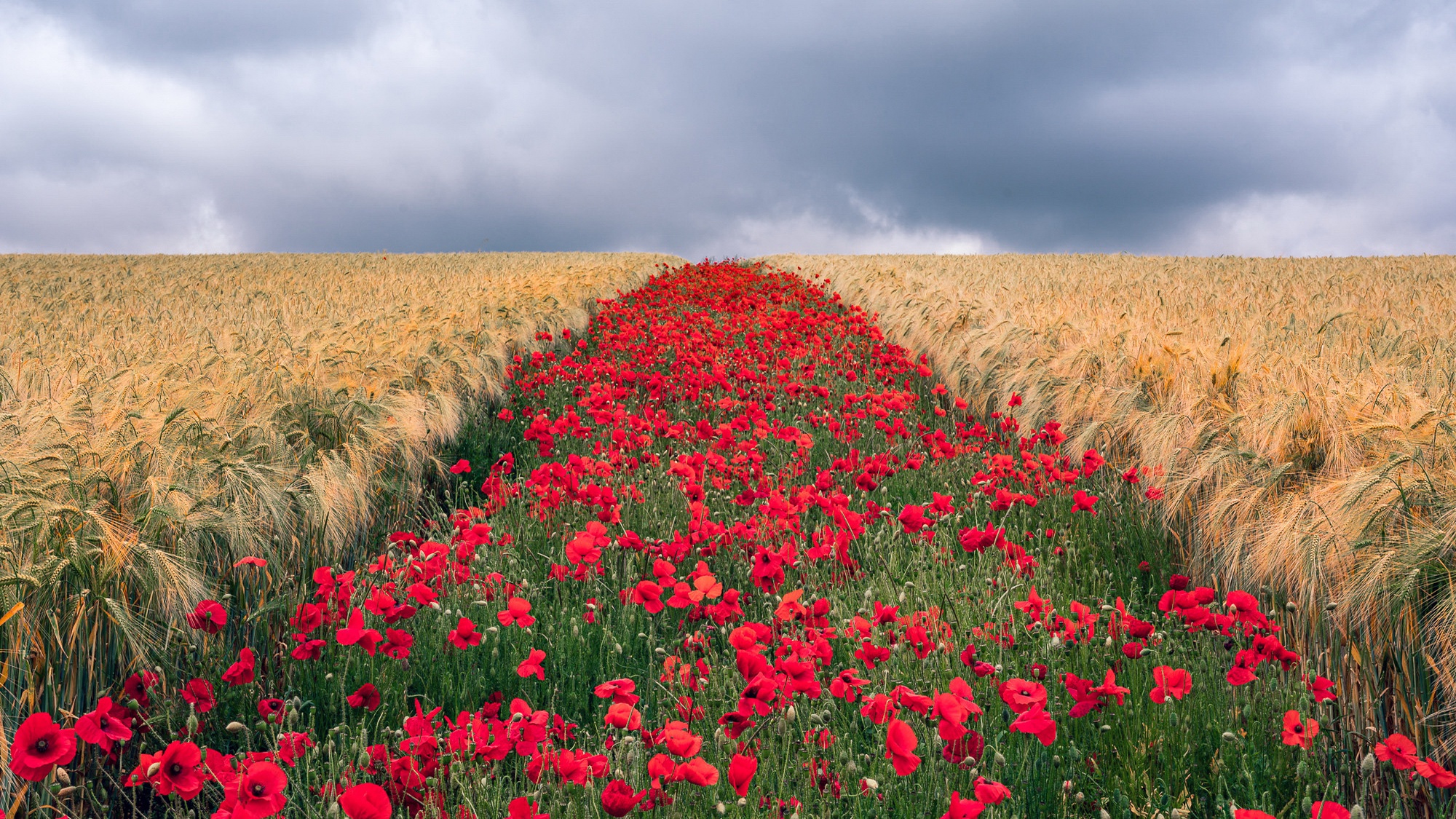 Download mobile wallpaper Flowers, Summer, Earth, Field, Poppy for free.
