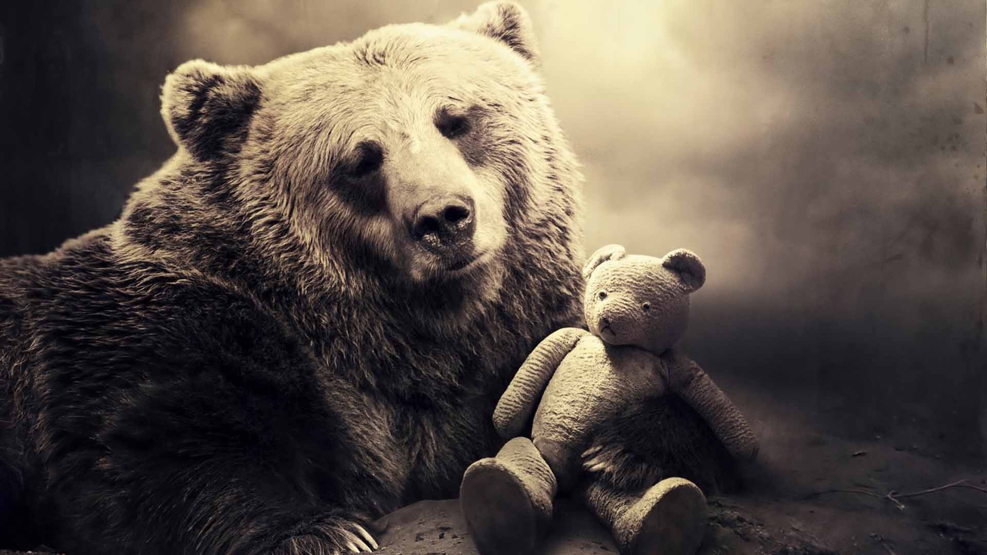 Baixar papel de parede para celular de Ursos, Urso Teddy, Urso, Brinquedo, Animais, Fofo gratuito.