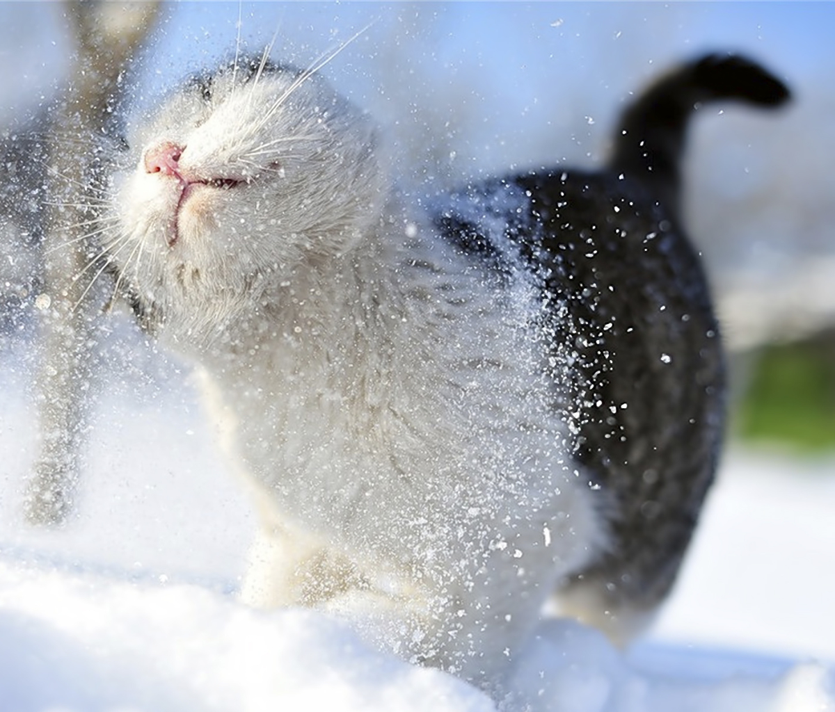 Descarga gratuita de fondo de pantalla para móvil de Gato, Nieve, Gatos, Animales.