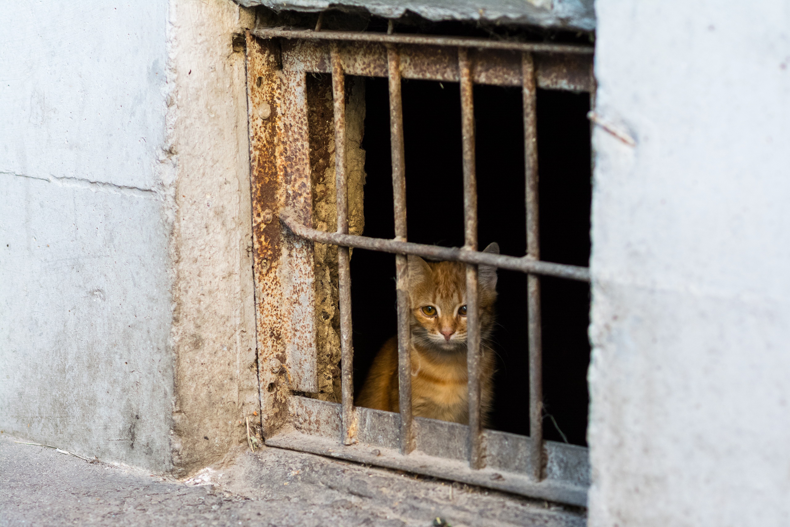 Laden Sie das Tiere, Katzen, Katze-Bild kostenlos auf Ihren PC-Desktop herunter