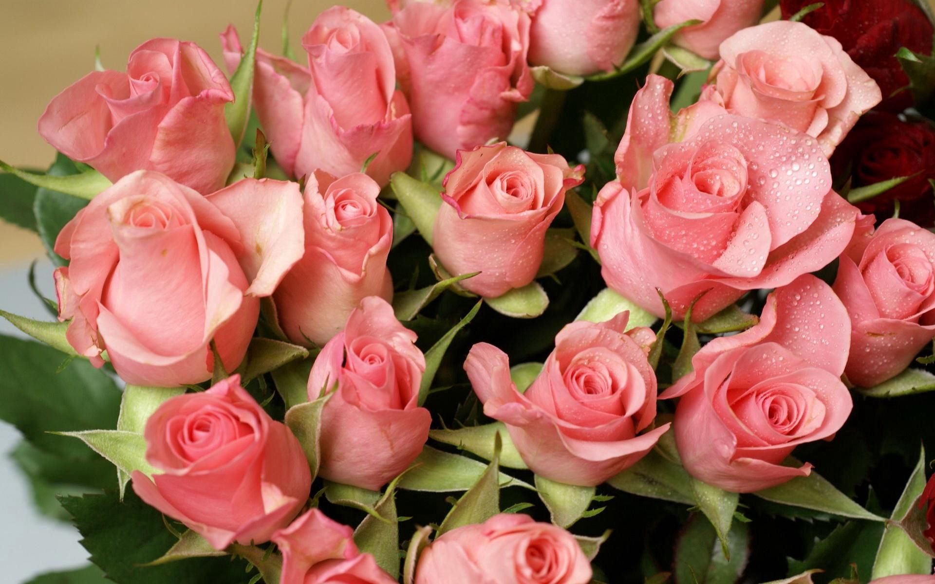 62815 Hintergrundbild herunterladen blumen, roses, drops, strauß, bouquet, zärtlichkeit - Bildschirmschoner und Bilder kostenlos