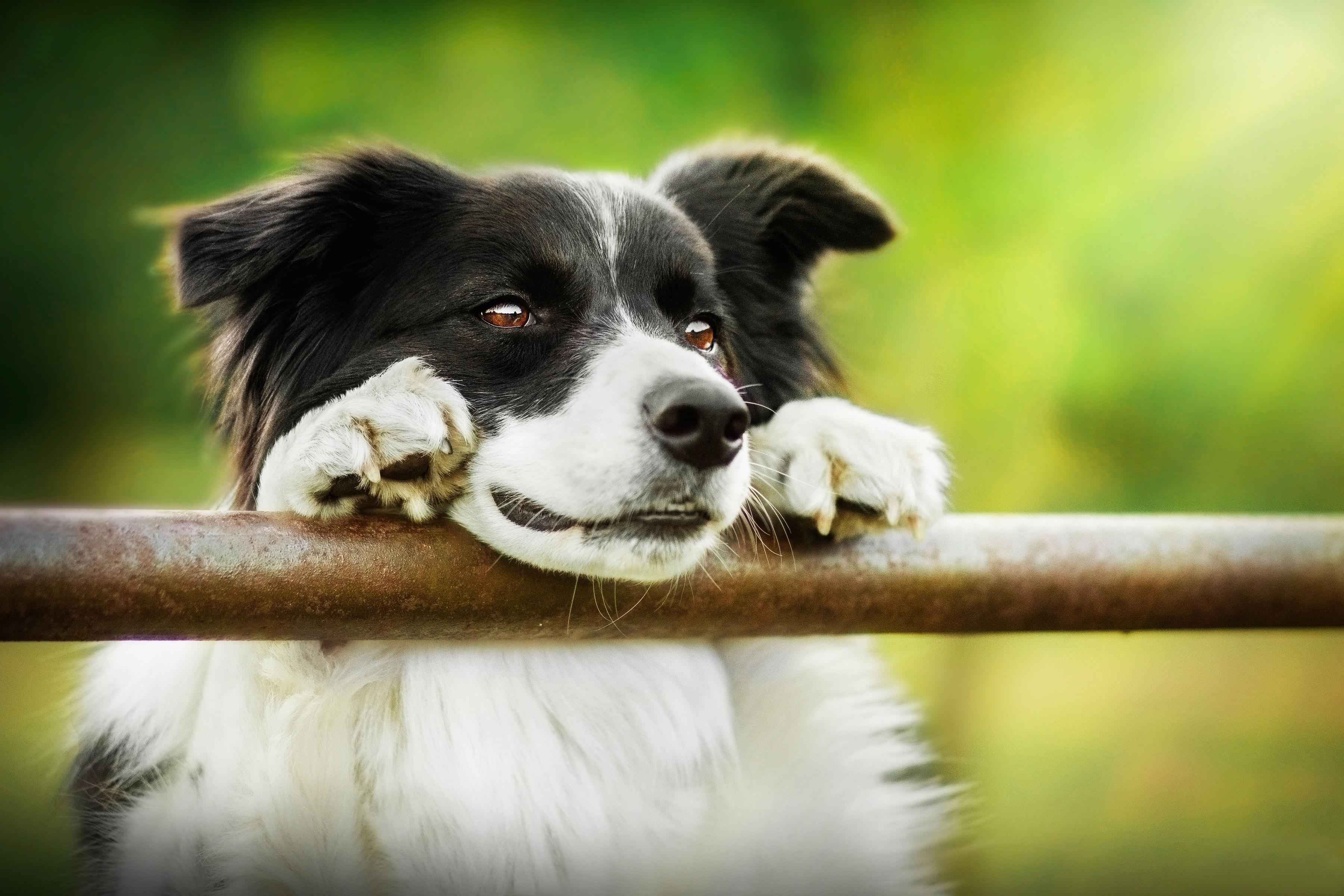 Handy-Wallpaper Tiere, Hunde, Hund, Border Collie kostenlos herunterladen.