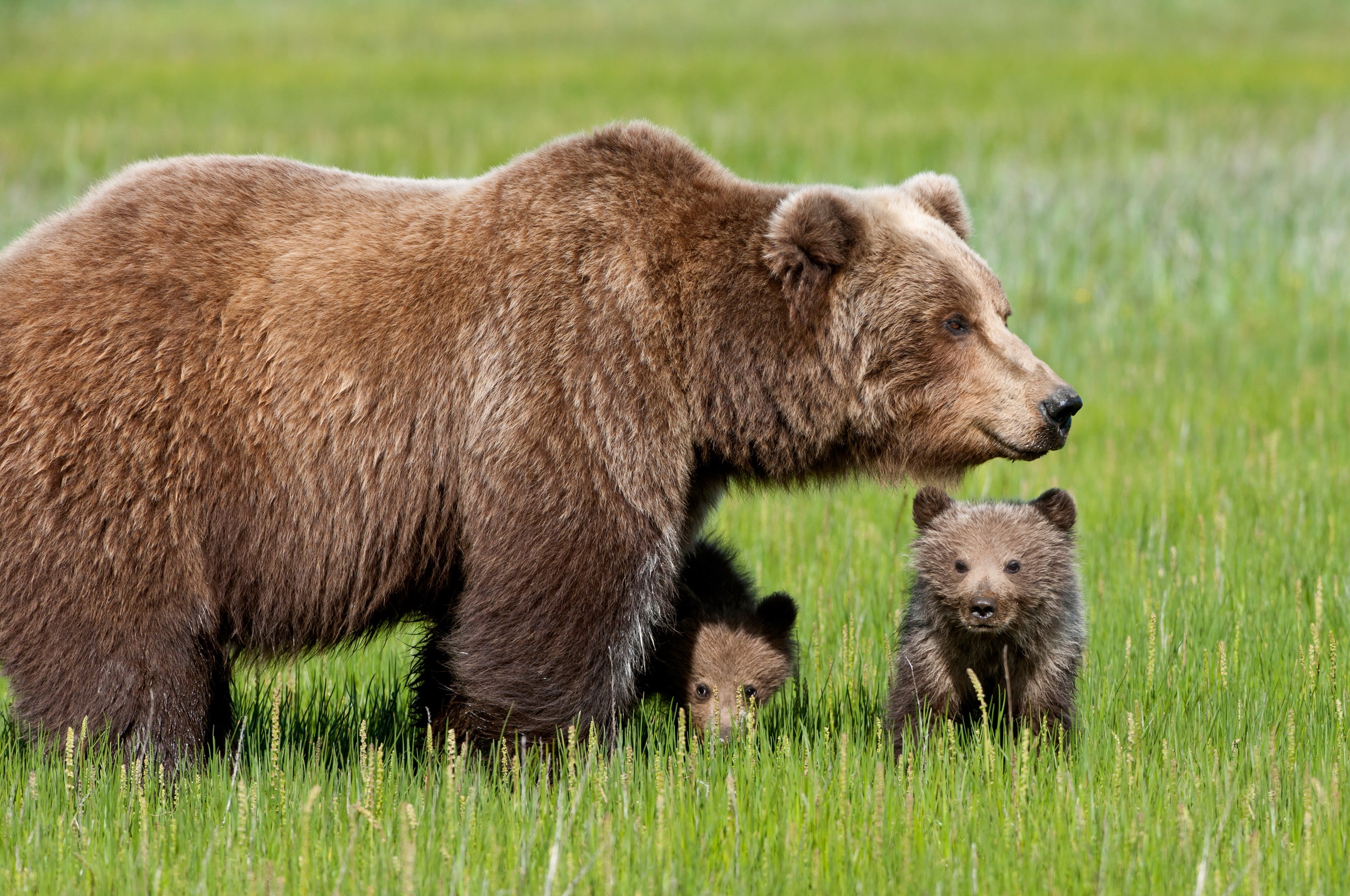 Download mobile wallpaper Young, Grass, Joey, Stroll, Animals, Bear for free.