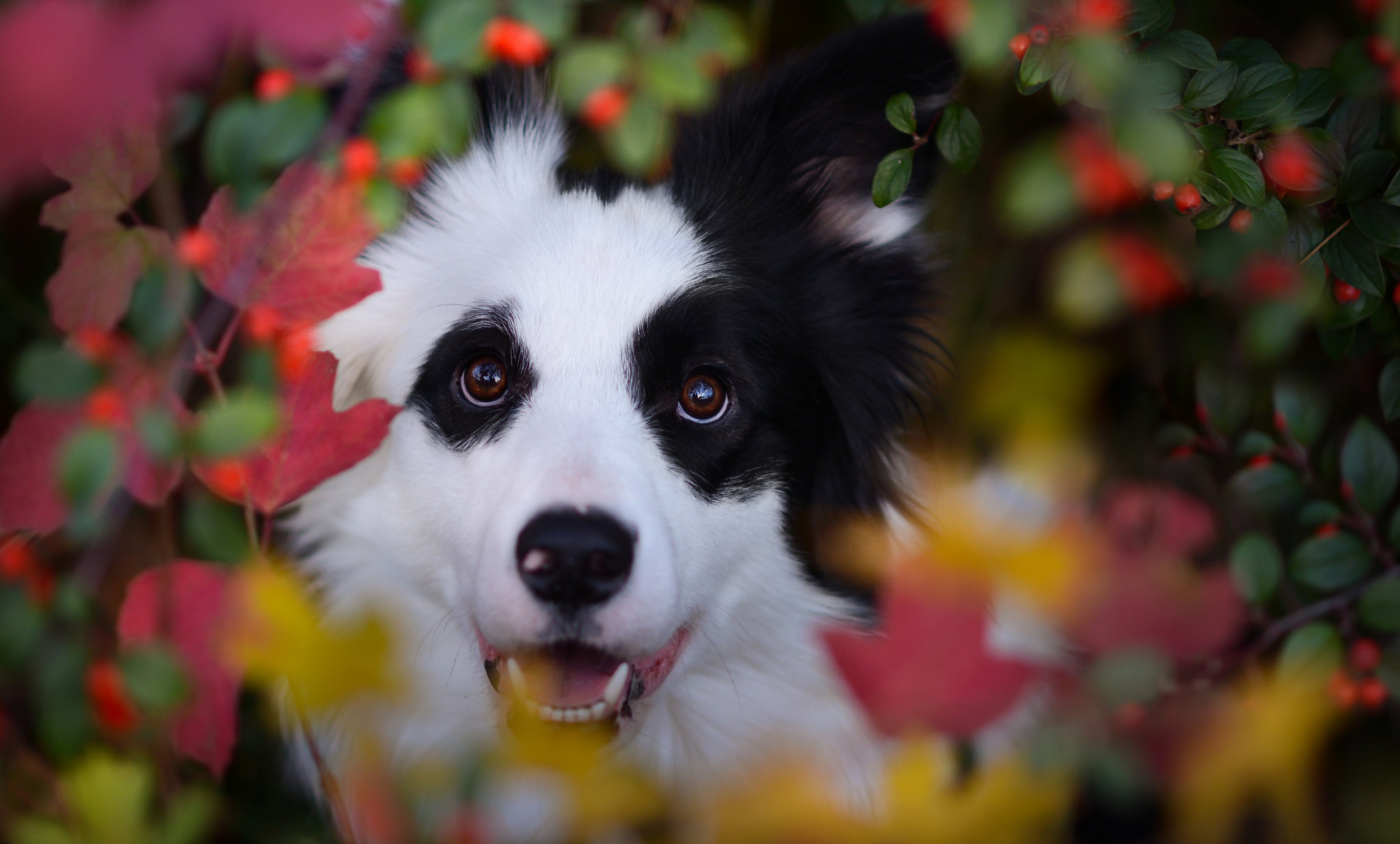 Baixe gratuitamente a imagem Animais, Cães, Cão, Border Collie na área de trabalho do seu PC