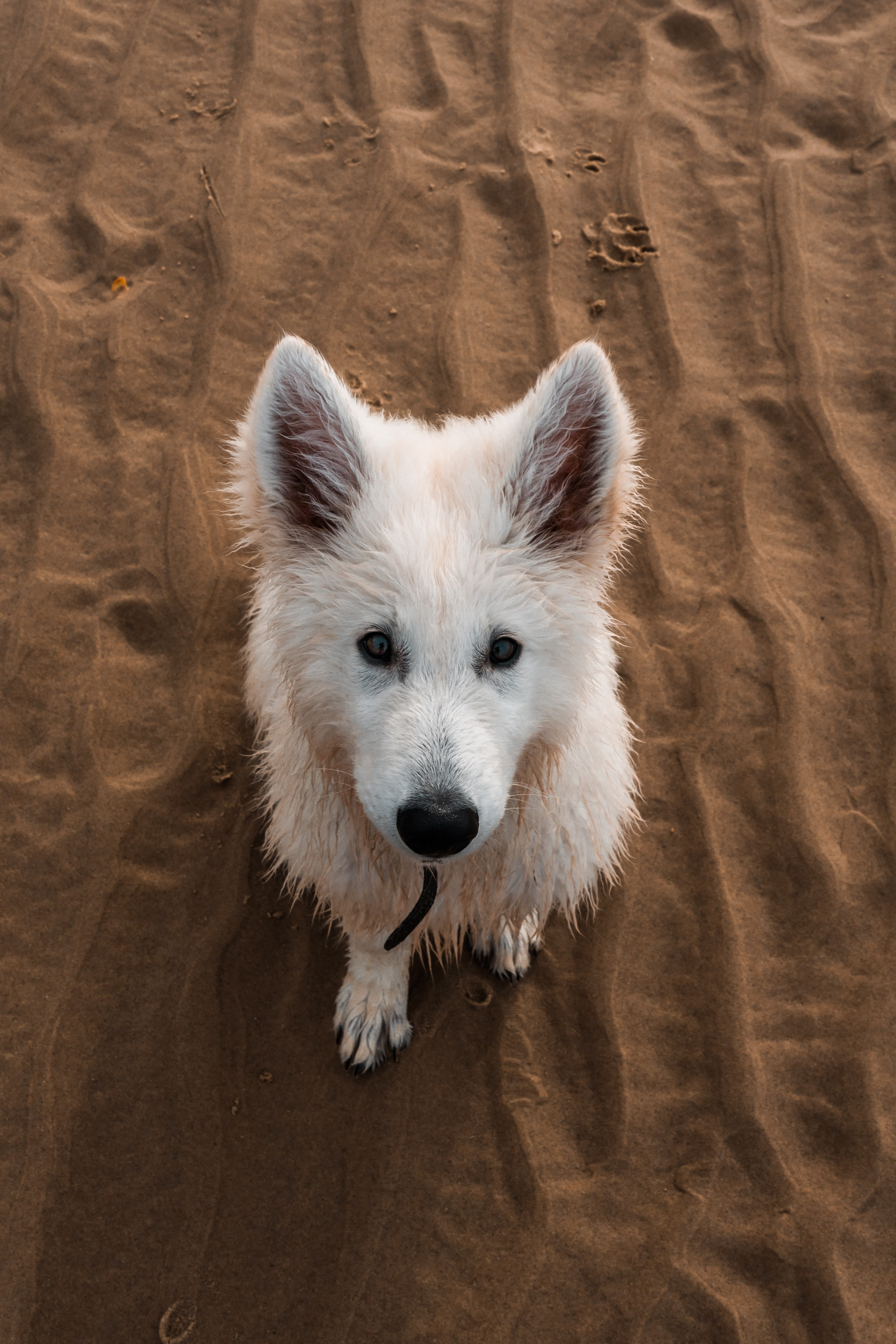 Laden Sie das Sand, Nett, Schatz, Hund, Tiere-Bild kostenlos auf Ihren PC-Desktop herunter