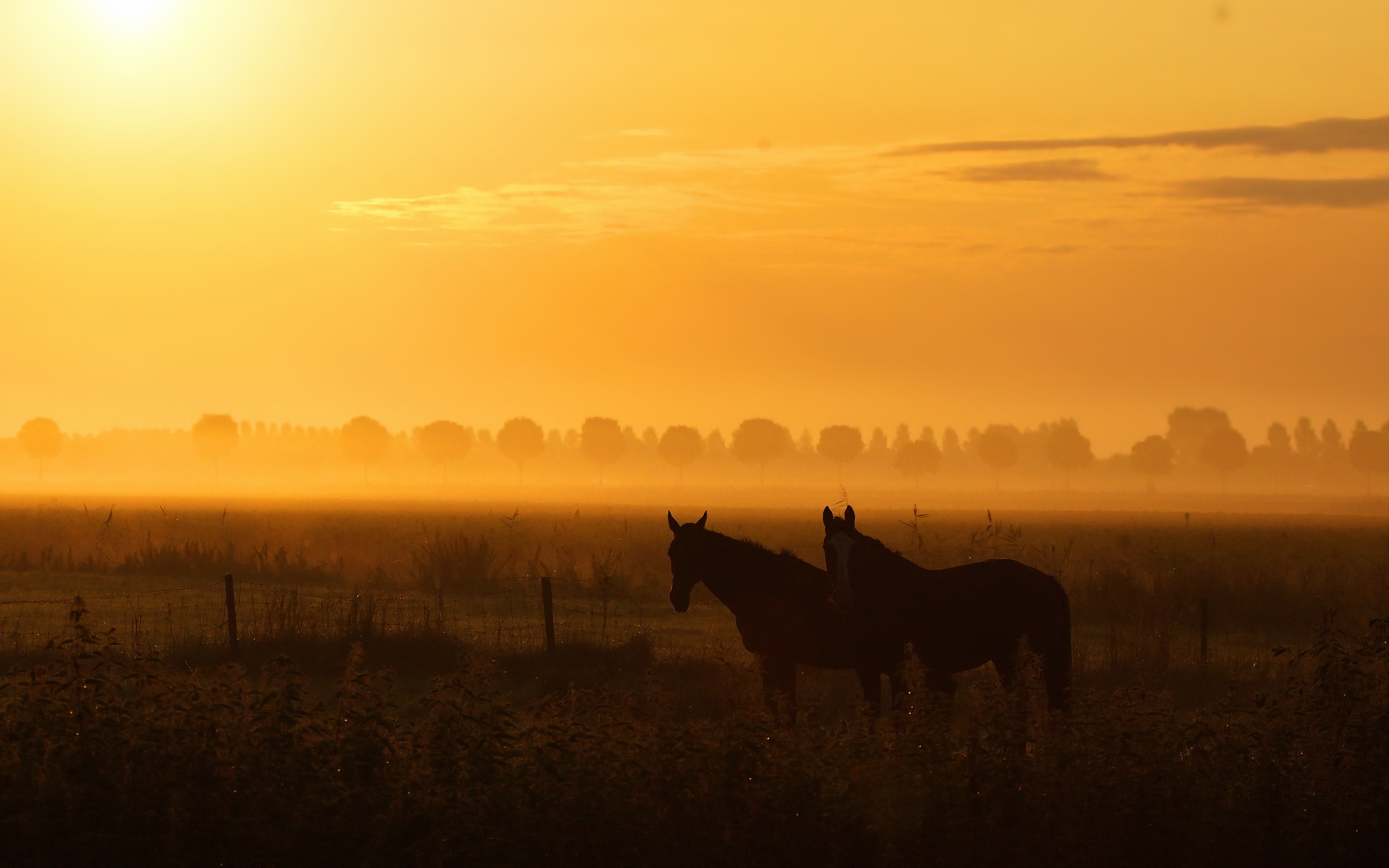 countryside, animal, horse, farm, landscape, nature, sky, sunrise