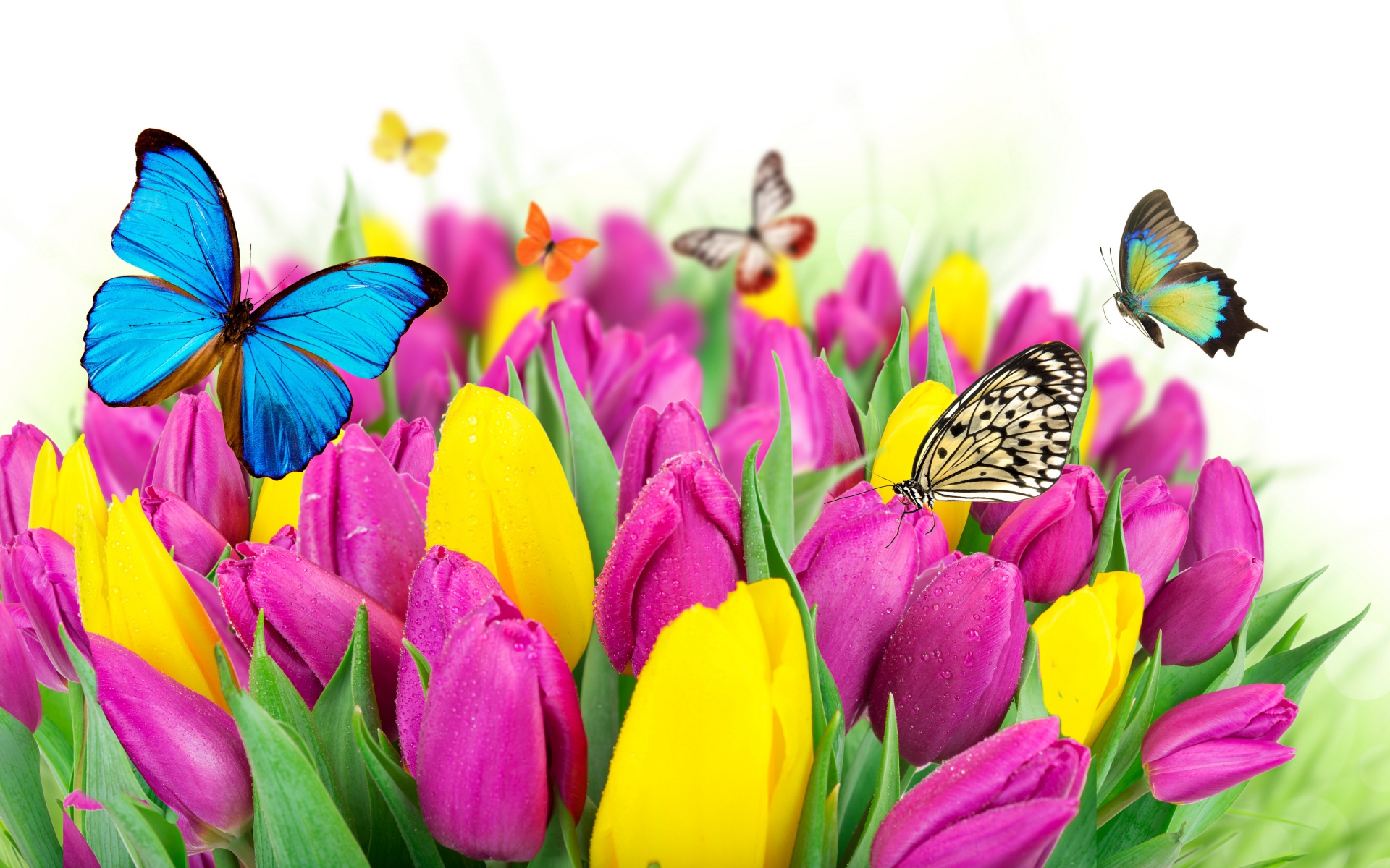 Téléchargez gratuitement l'image Fleurs, Fleur, Papillon, Tulipe, Terre/nature sur le bureau de votre PC