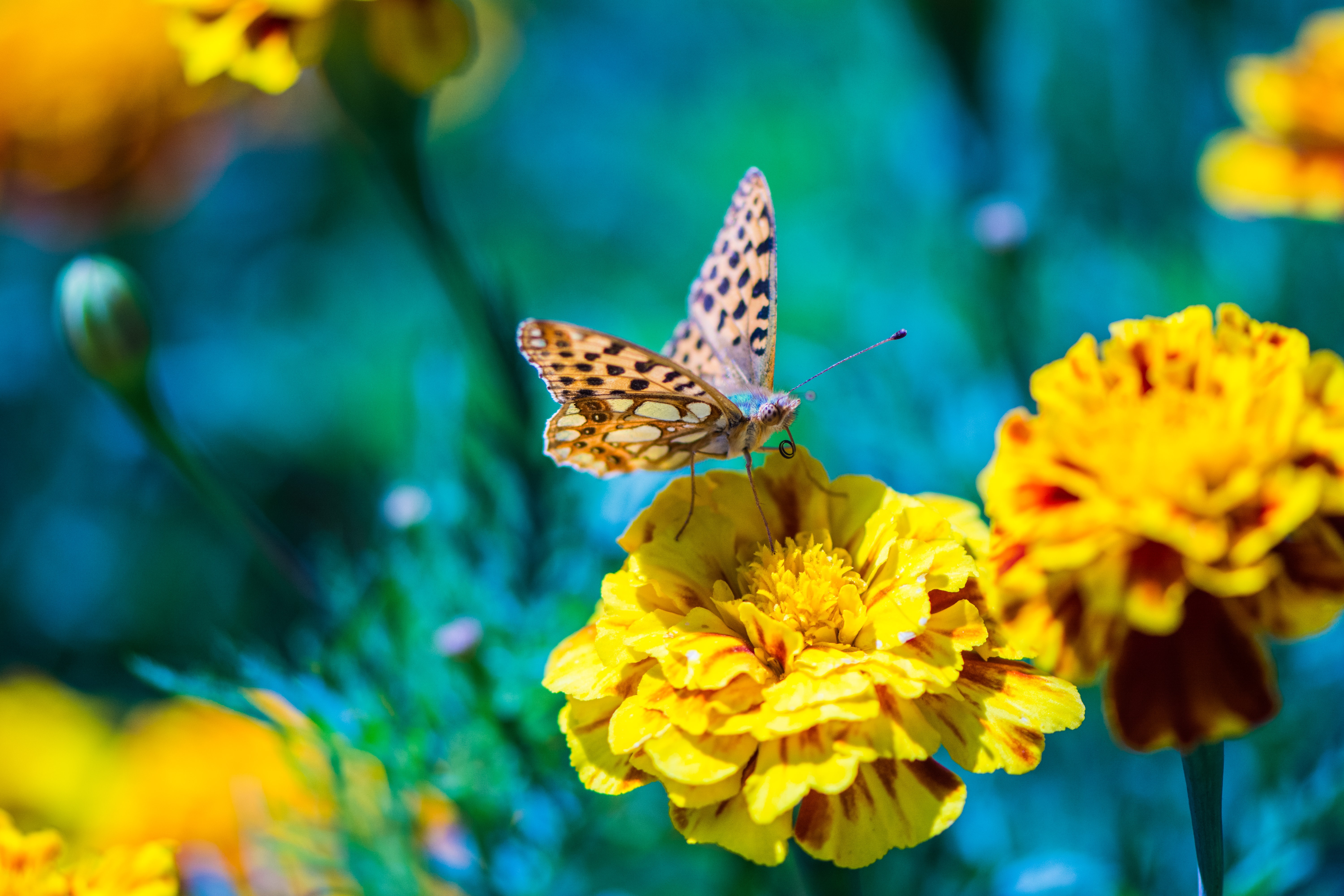 Download mobile wallpaper Nature, Flower, Macro, Butterfly, Animal, Yellow Flower for free.