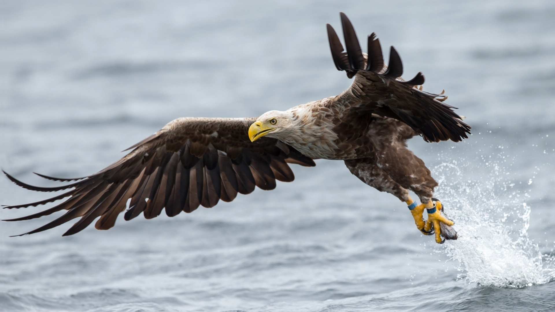 eagle, animal, white tailed eagle, bird, water, wings, birds