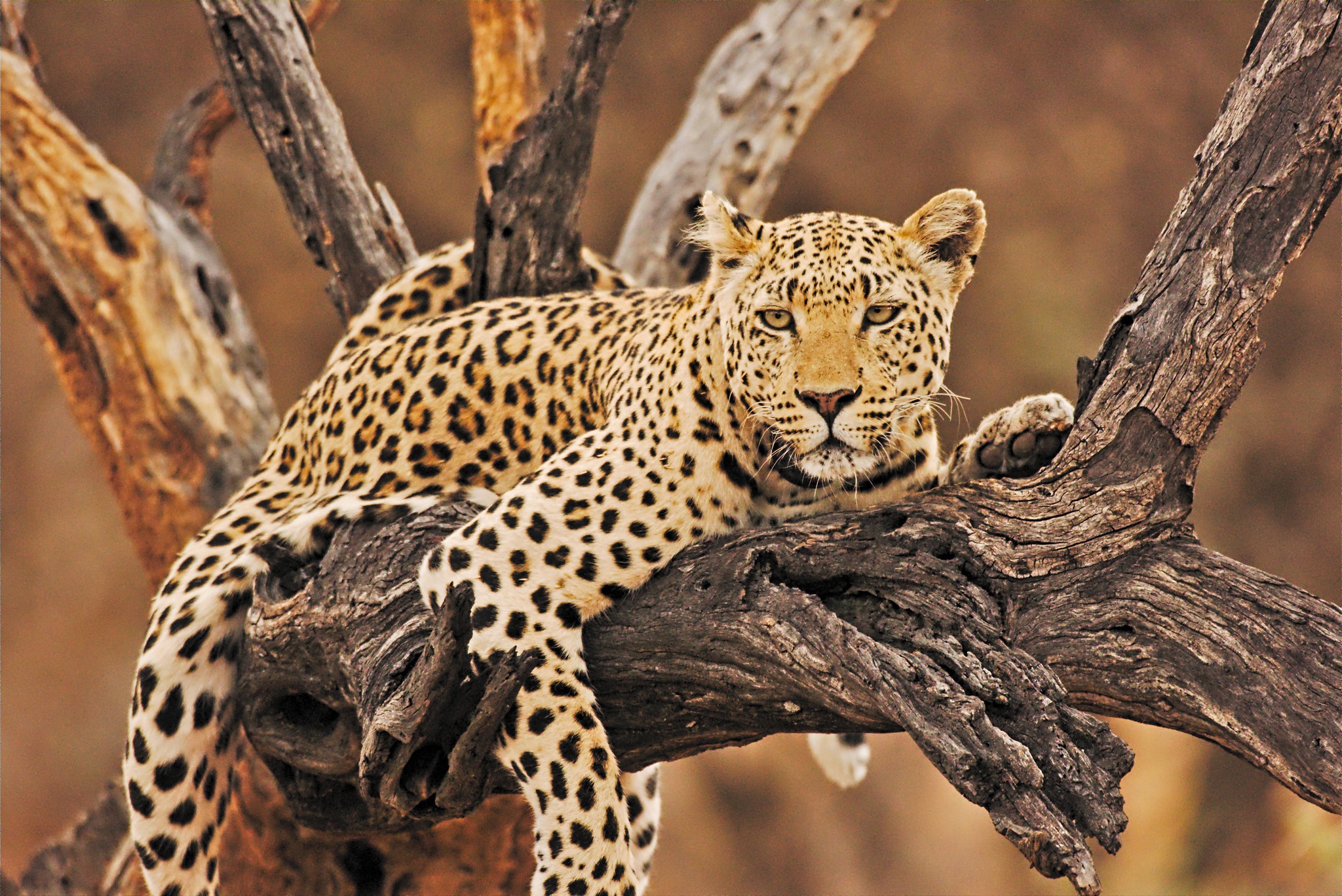 Free download wallpaper Cats, Leopard, Animal on your PC desktop