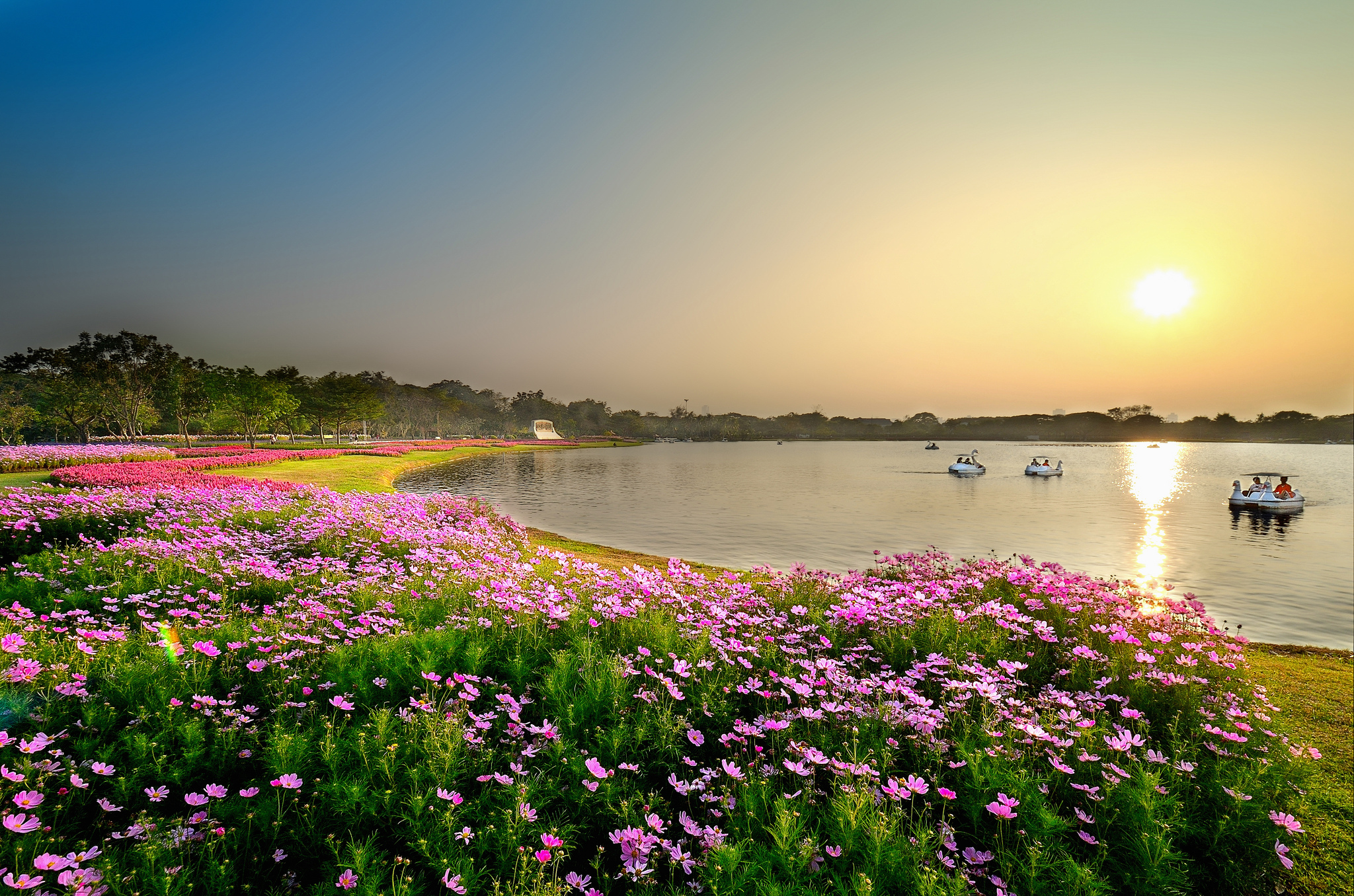 Download mobile wallpaper Sun, Lakes, Lake, Flower, Earth, Photography, Pink Flower for free.