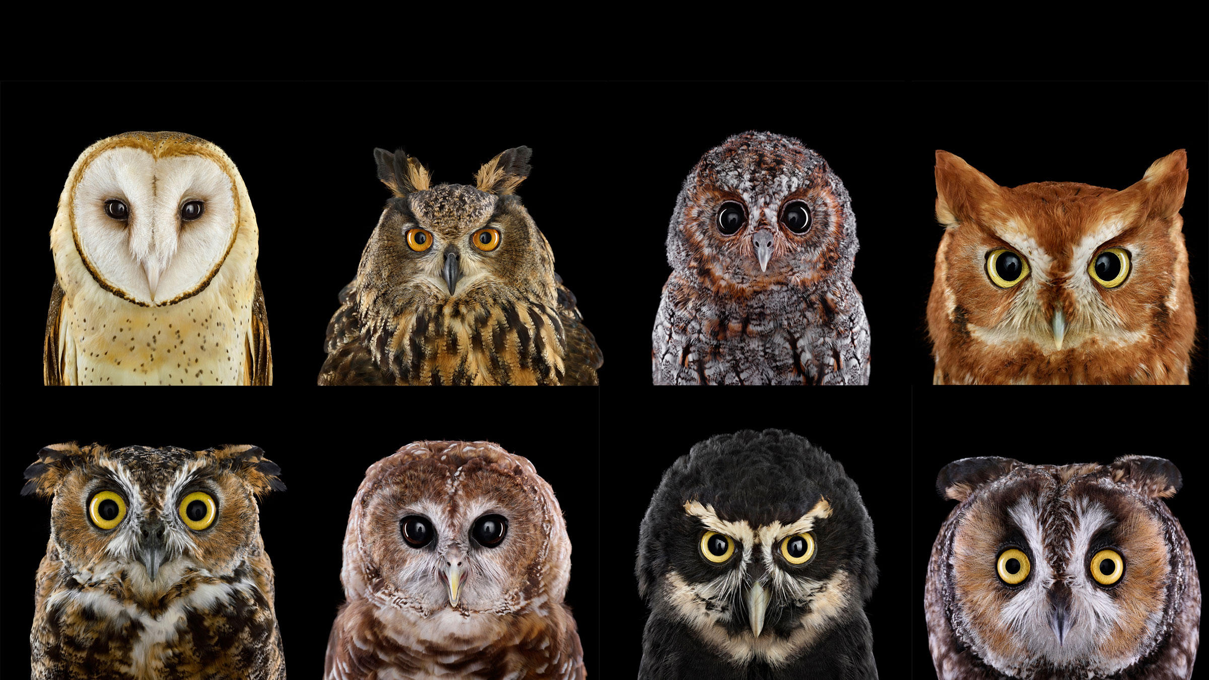 Download mobile wallpaper Owl, Bird, Collage, Animal for free.