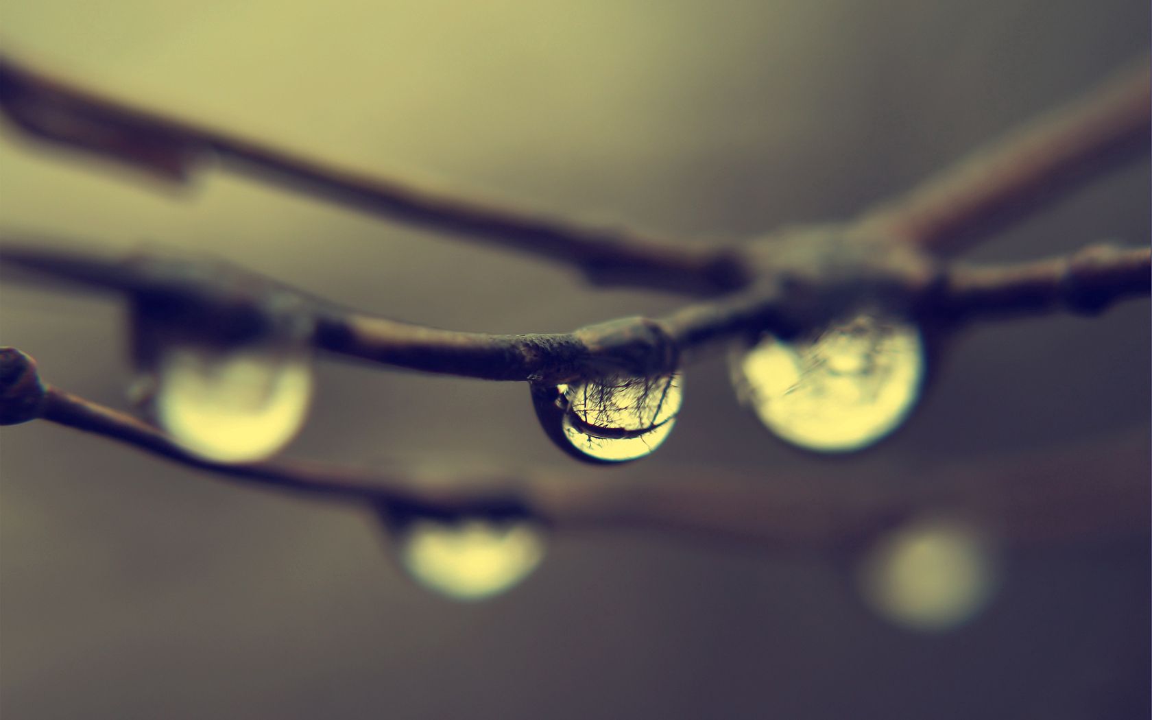 Free download wallpaper Drops, Reflection, Macro, Branches, Dew on your PC desktop