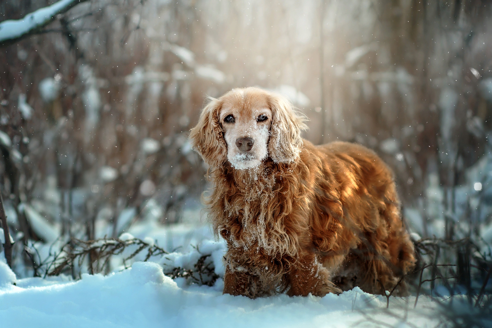 Download mobile wallpaper Winter, Dogs, Snow, Spaniel, Dog, Animal for free.