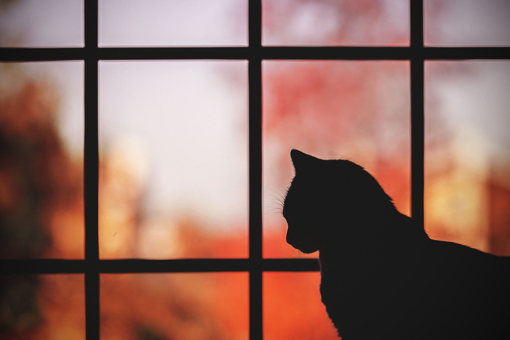 Handy-Wallpaper Tiere, Katzen, Silhouette, Katze, Fenster kostenlos herunterladen.