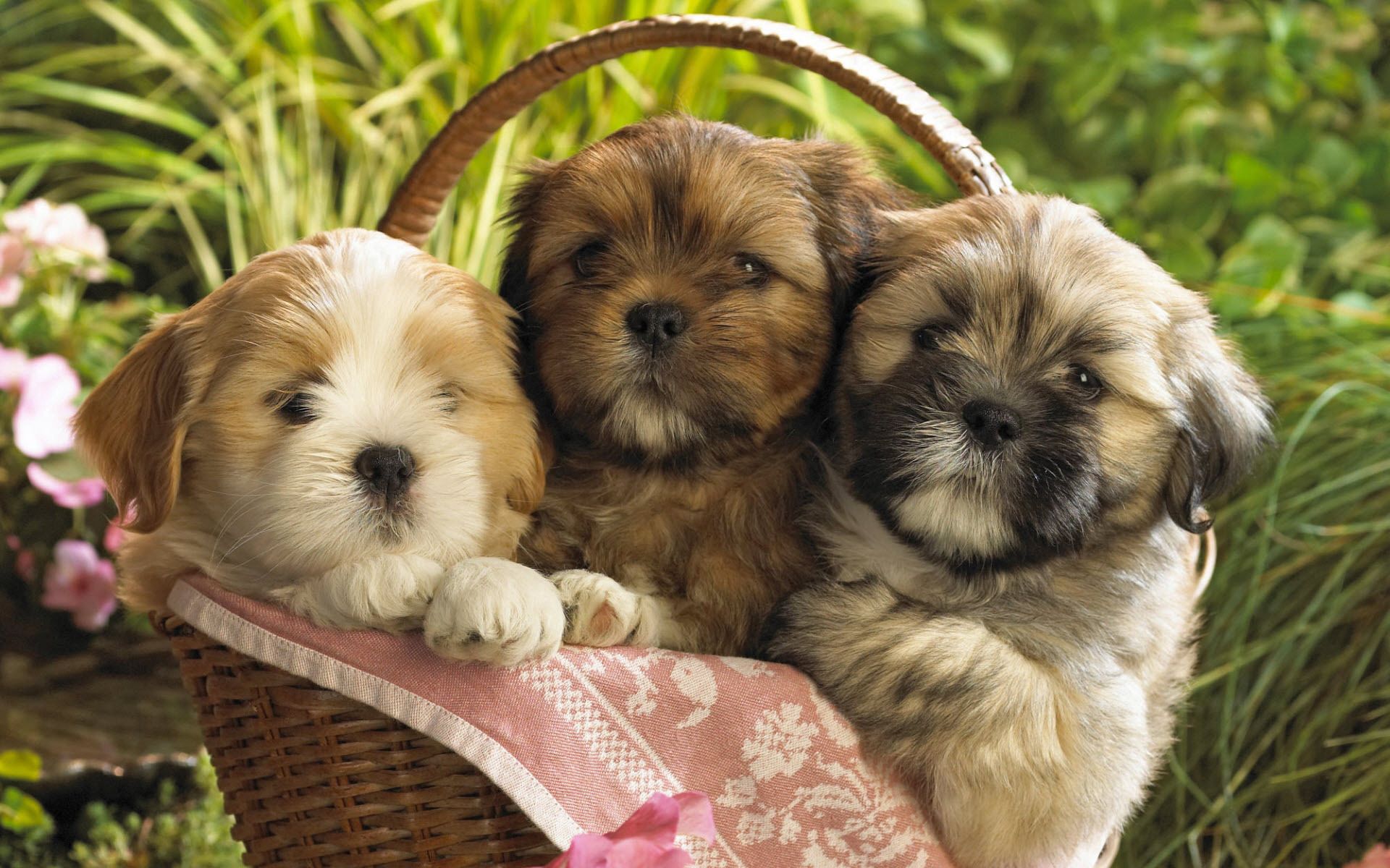 animals, grass, sit, basket, three, puppies