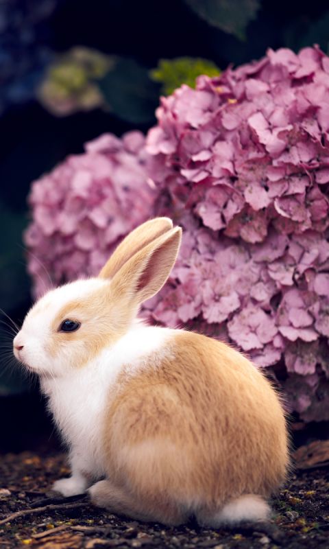 Download mobile wallpaper Animal, Hydrangea, Rabbit for free.